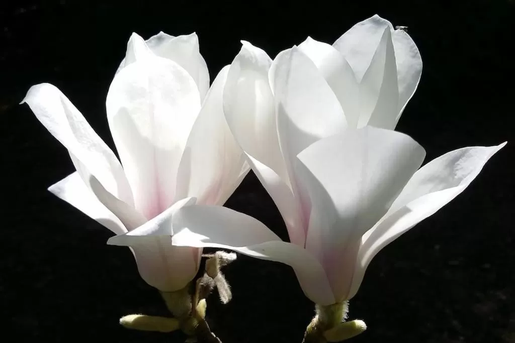 Garden in MaisonMazerand