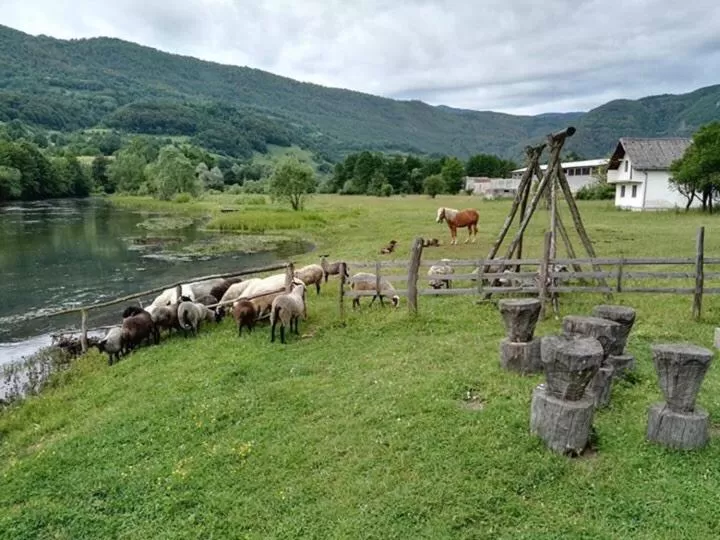 Bed and Breakfast Family Djukic