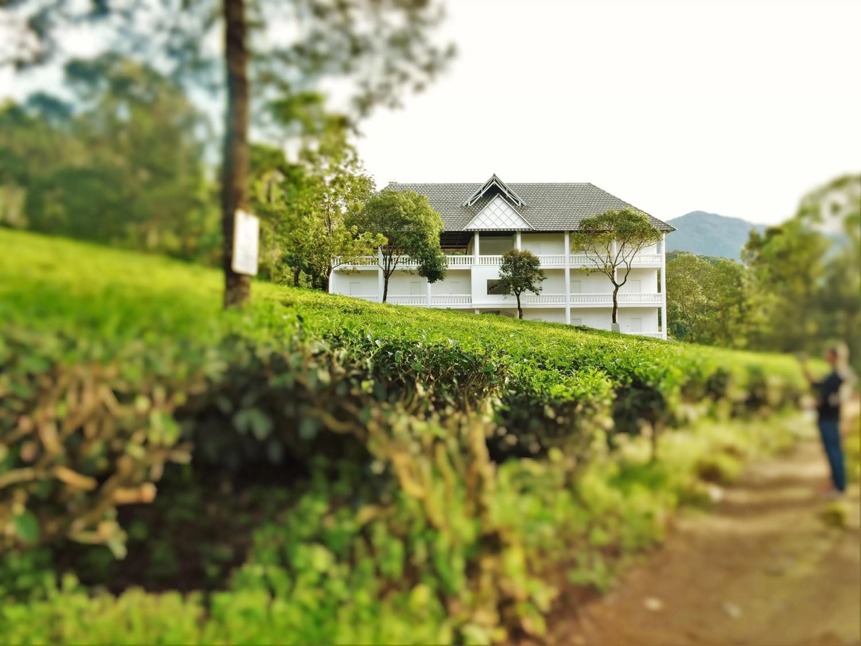 Natural landscape in Tea Harvester