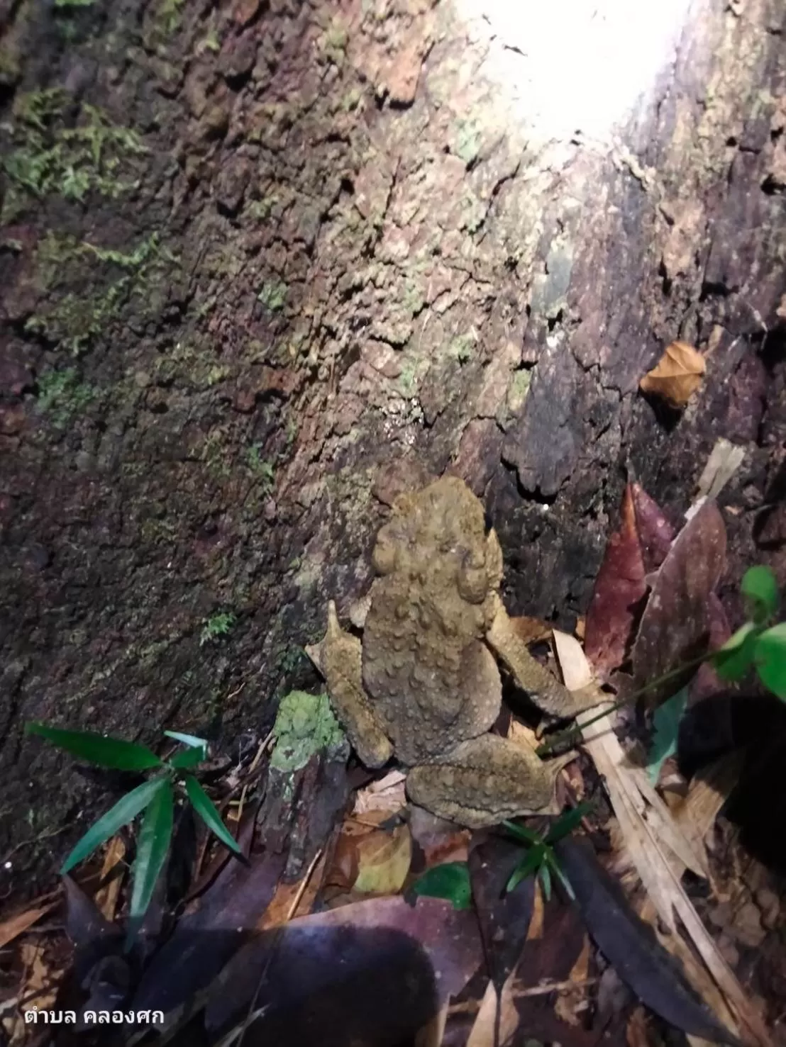 Khaosok Rainforest Resort