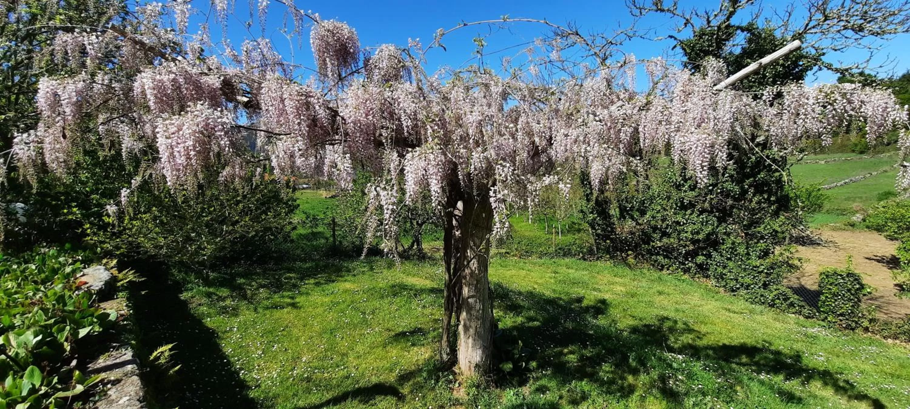 Spring in Rectoral de Anllo