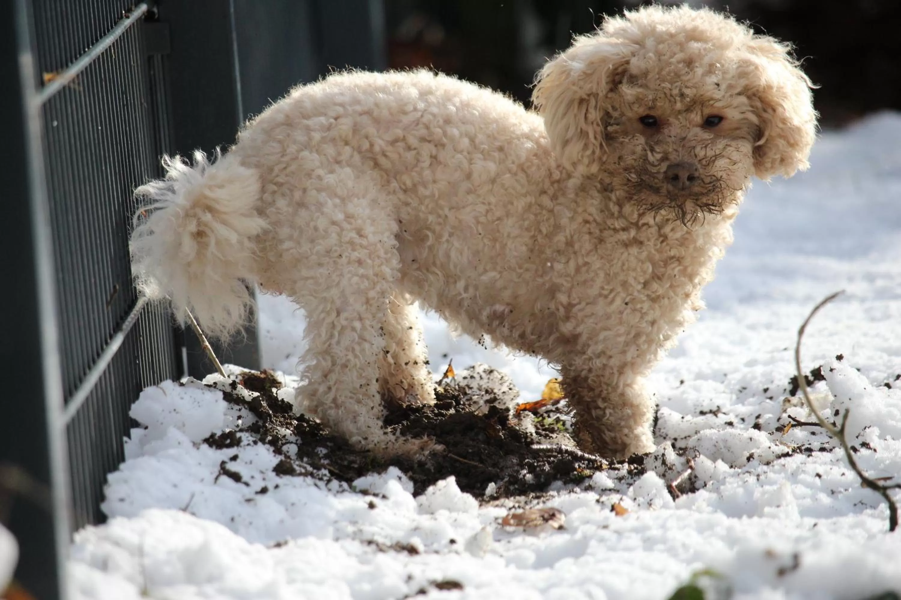 Pets in Hardtwald Hotel