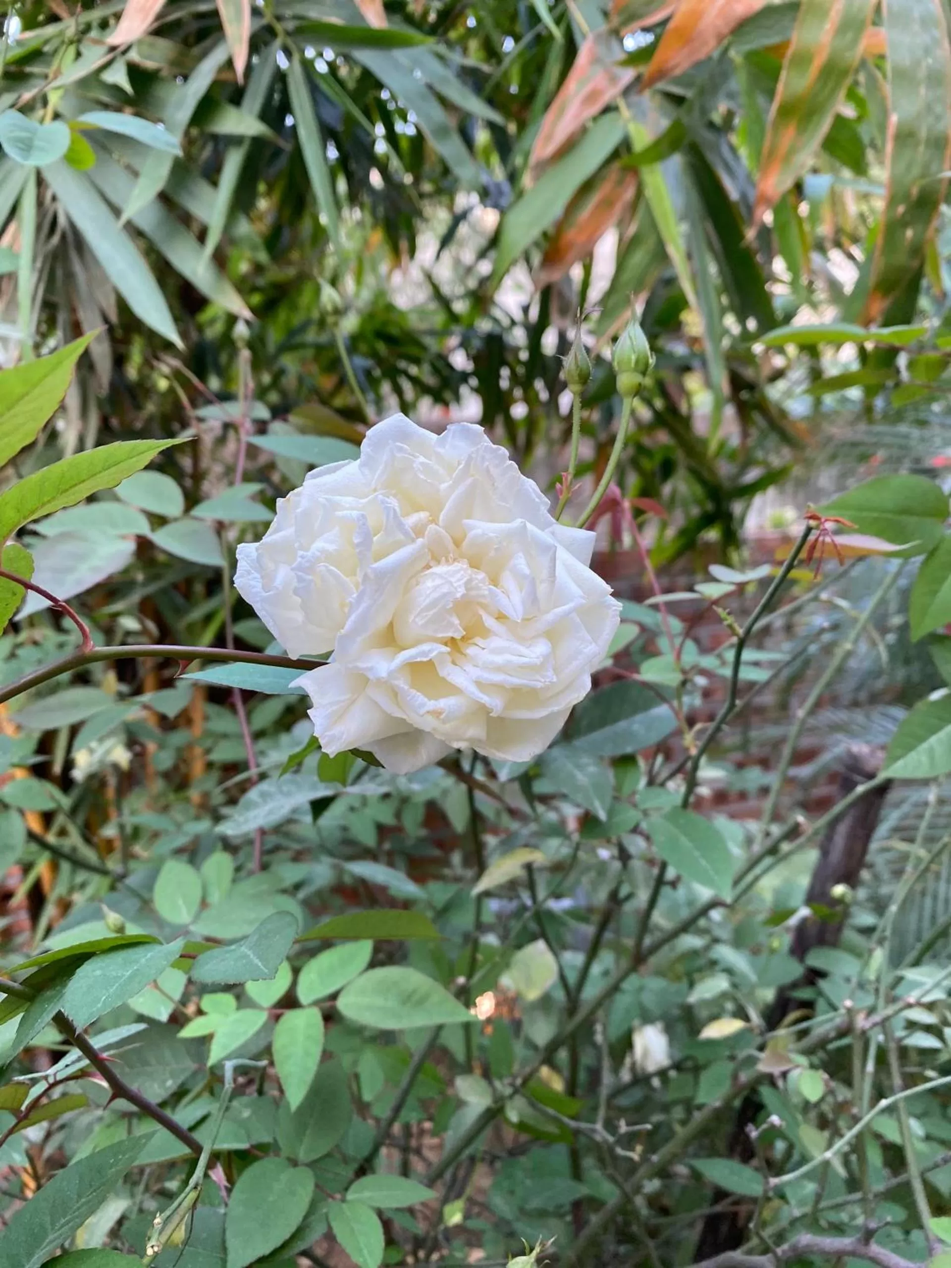 Garden in Trang An Moon Garden Homestay