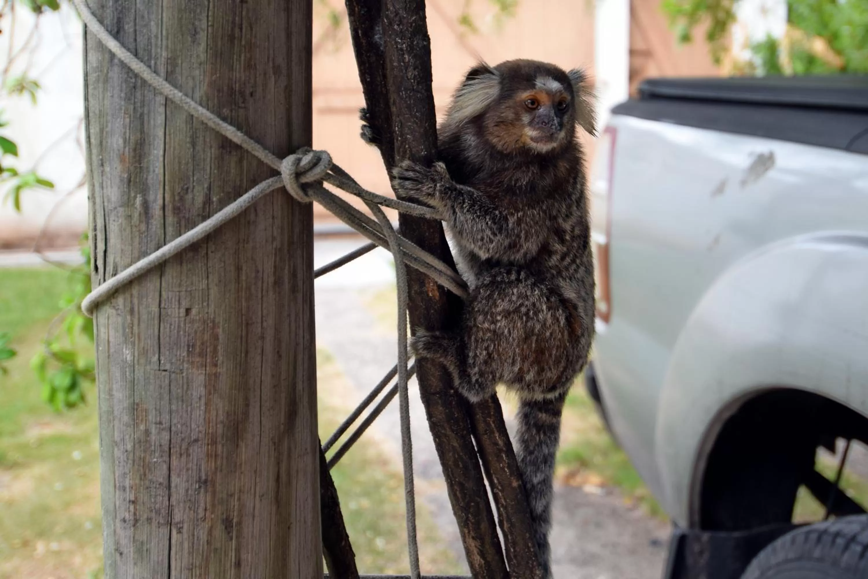 Animals, Other Animals in Pousada Ipitanga IV