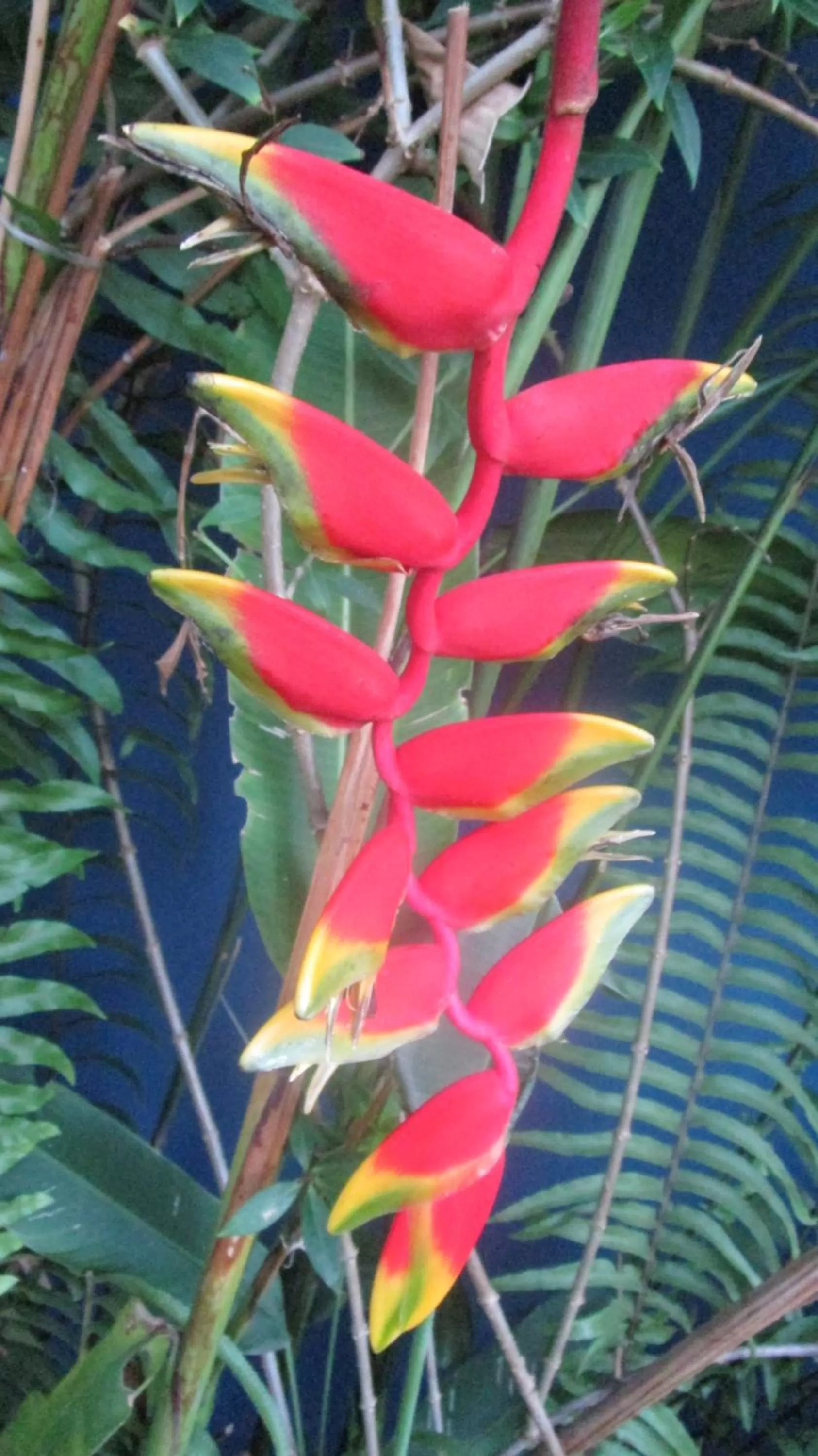 Garden in Sueño Tranquilo