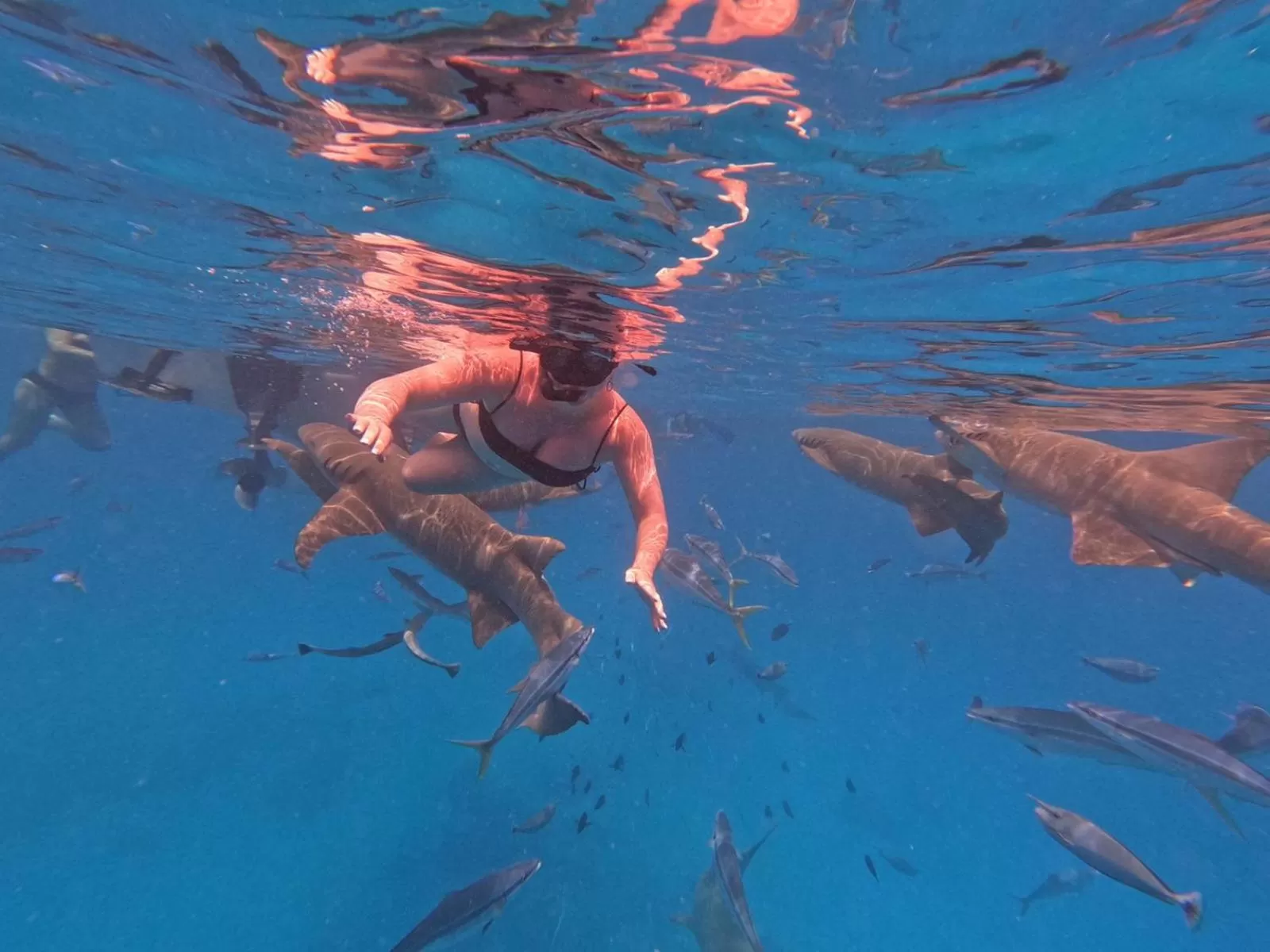 Snorkeling, Other Animals in Araamview