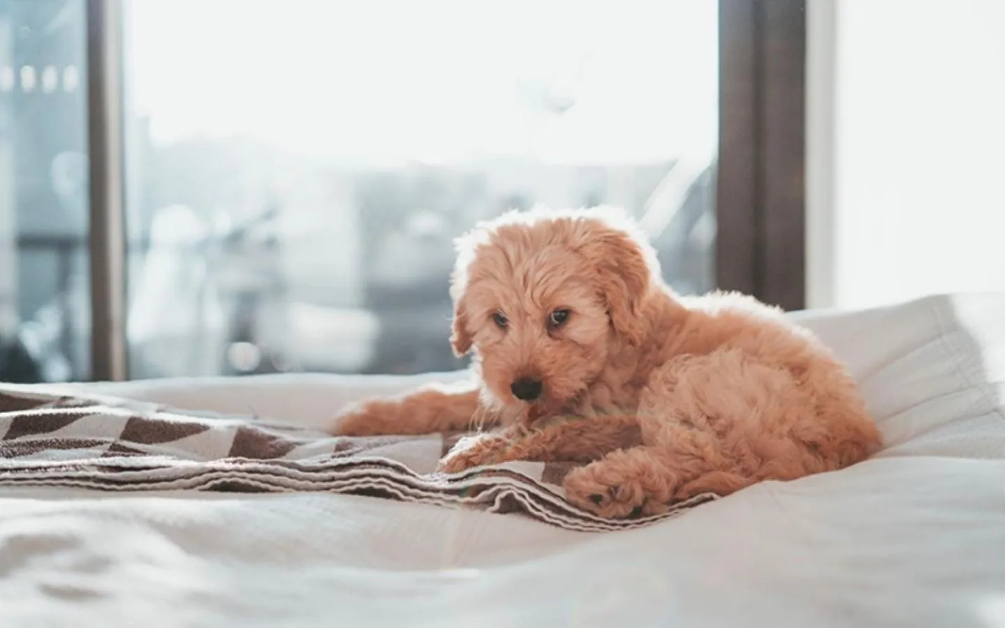 Pets in The Gibson Hotel Great Falls, an Ascend Collection Hotel