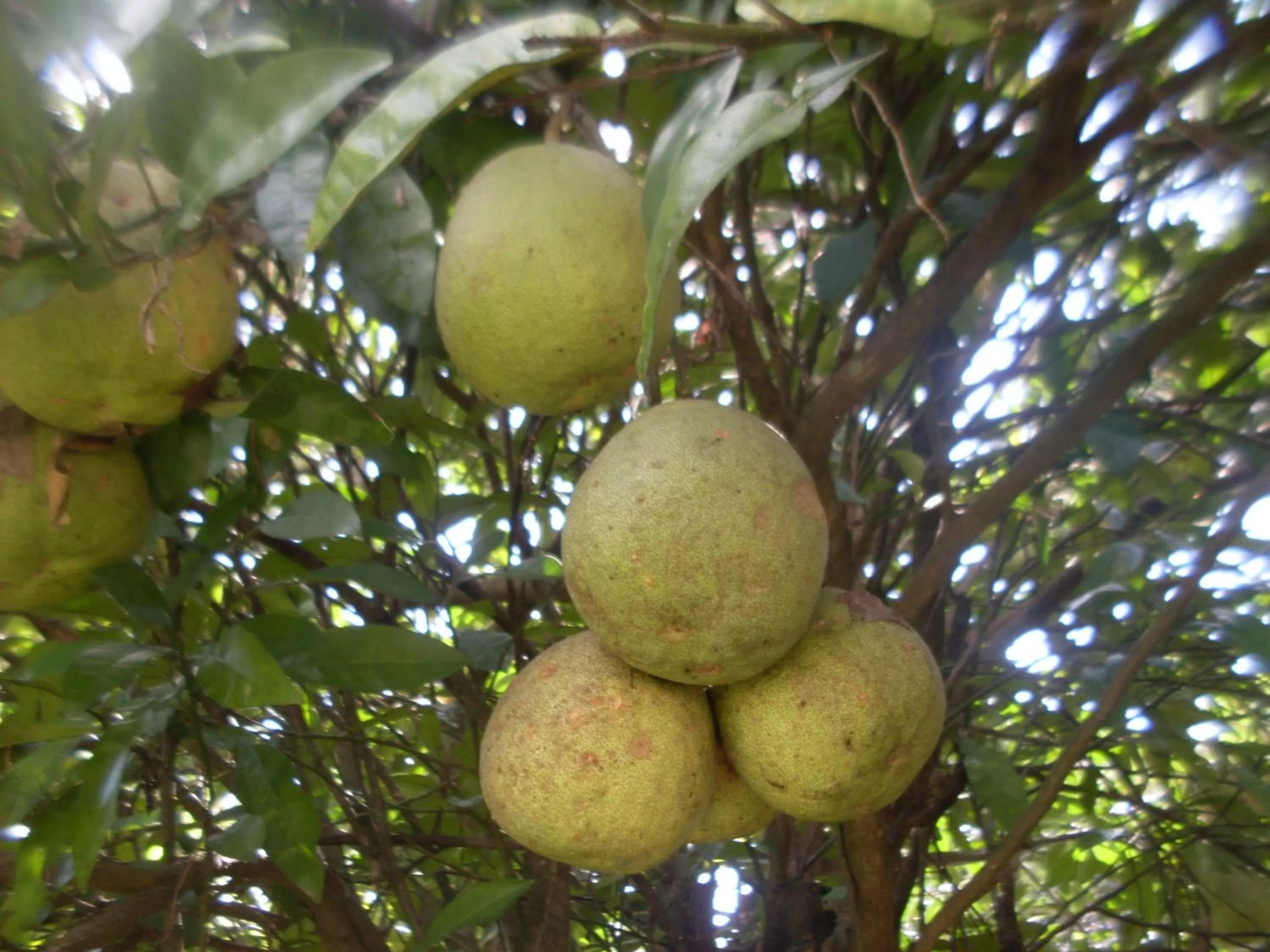 Food in Dinesh House