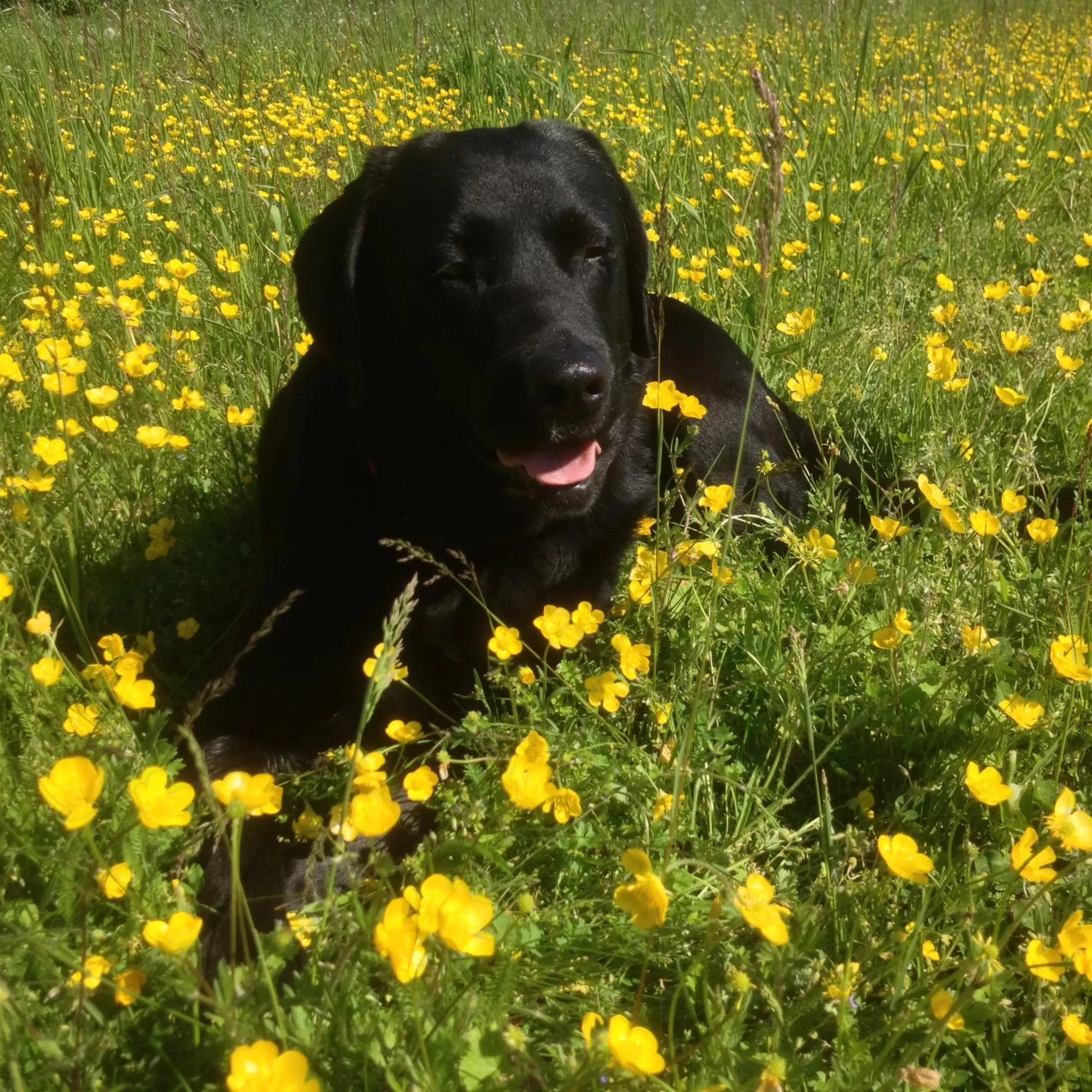 Hiking, Pets in Gasthof Teufl