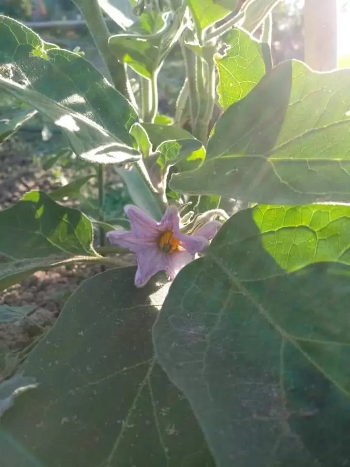 Spring in B&B La vecchia quercia Home Restaurant