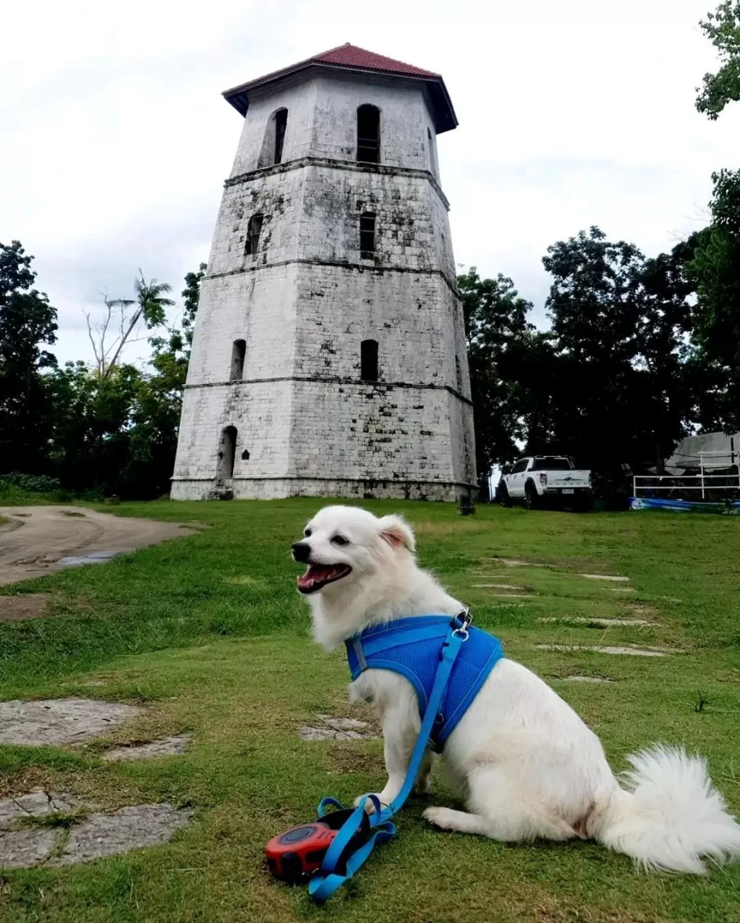 Pets in Sapphire Boutique Resort