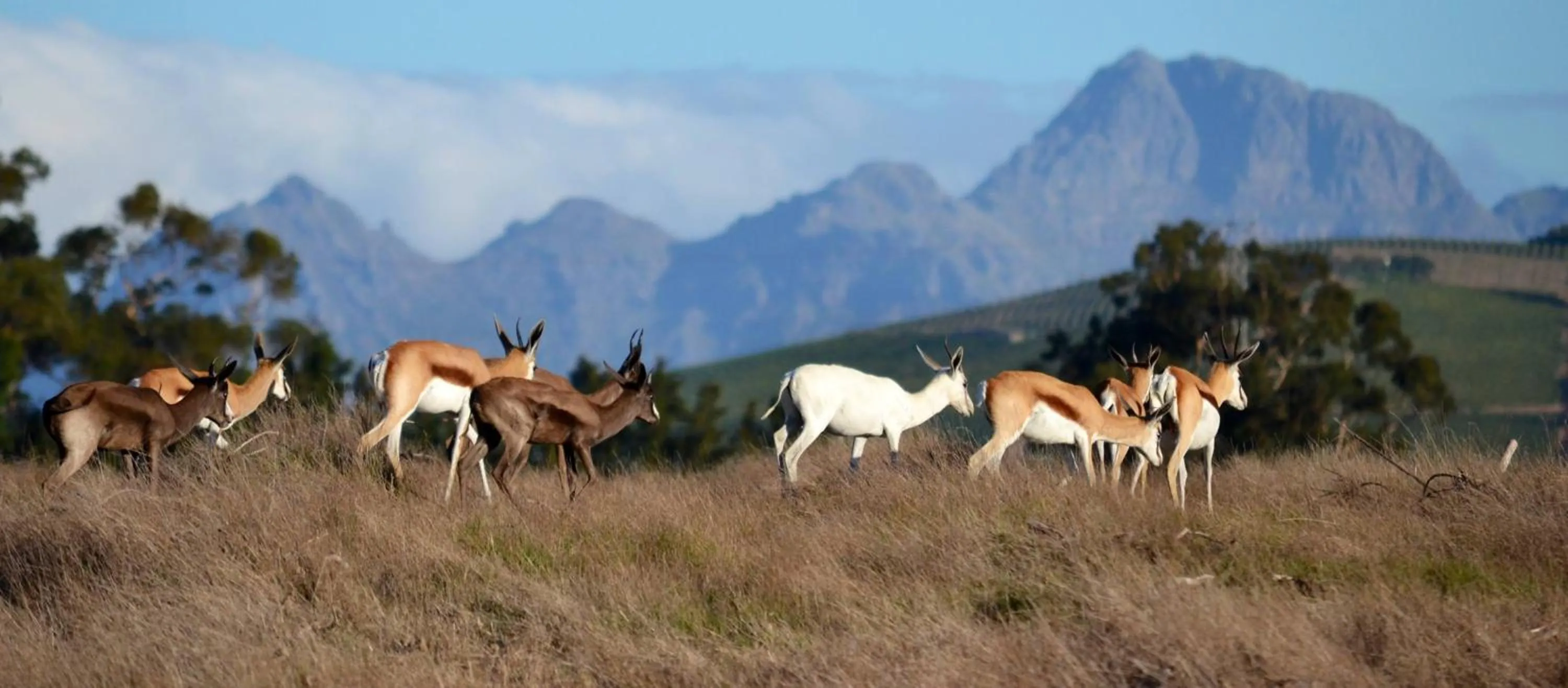 View (from property/room) in Wild Clover Cottages