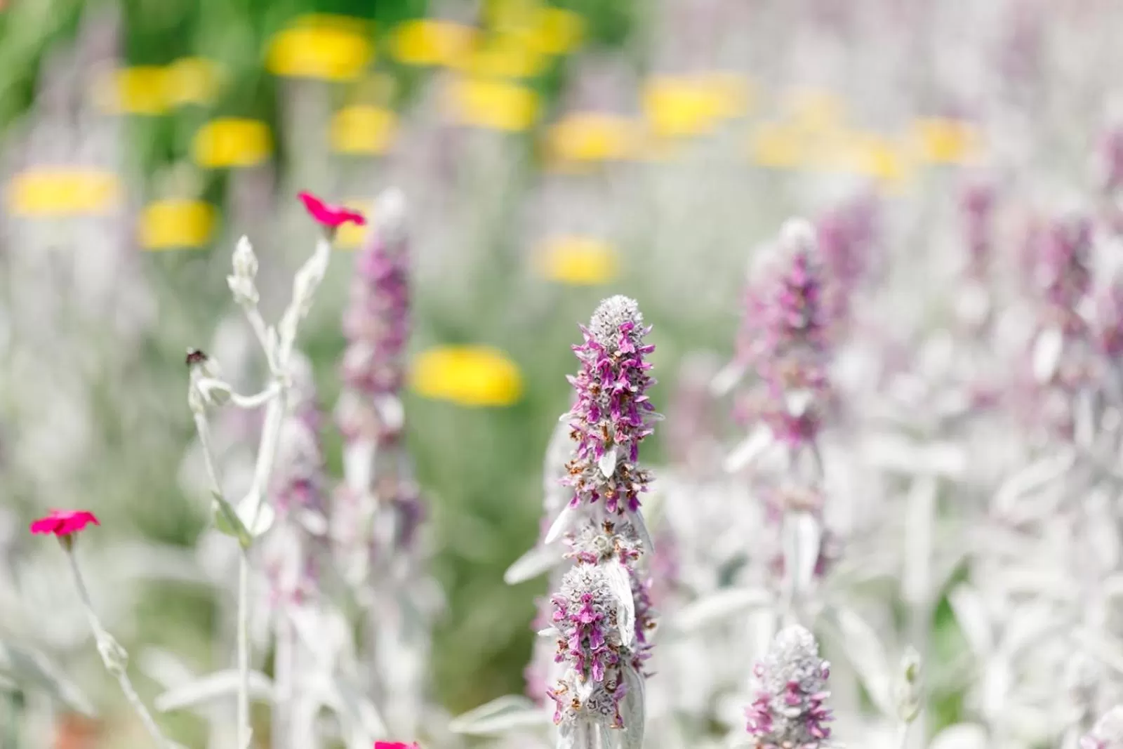 Garden view in The Babcock House