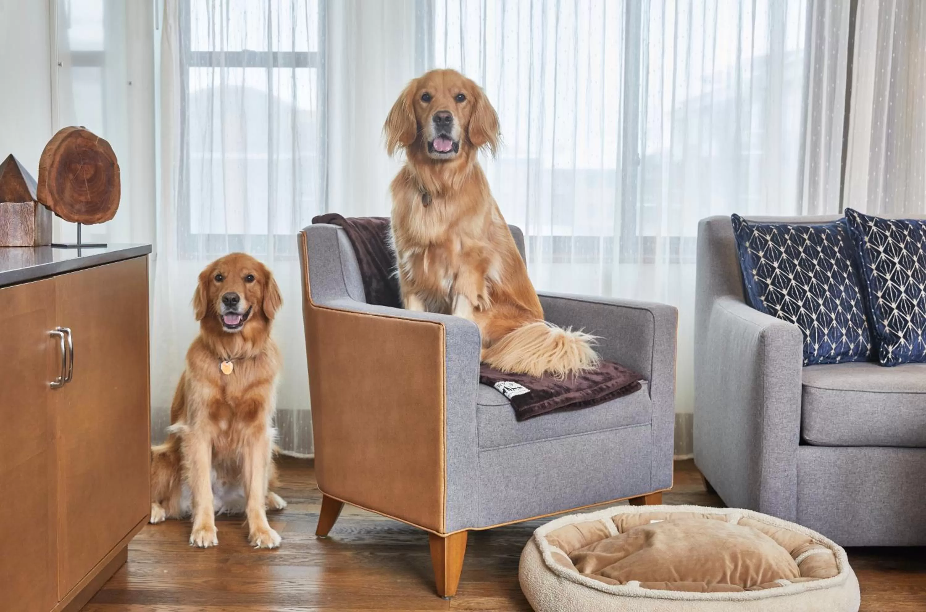 Pets in The Hotel Landing