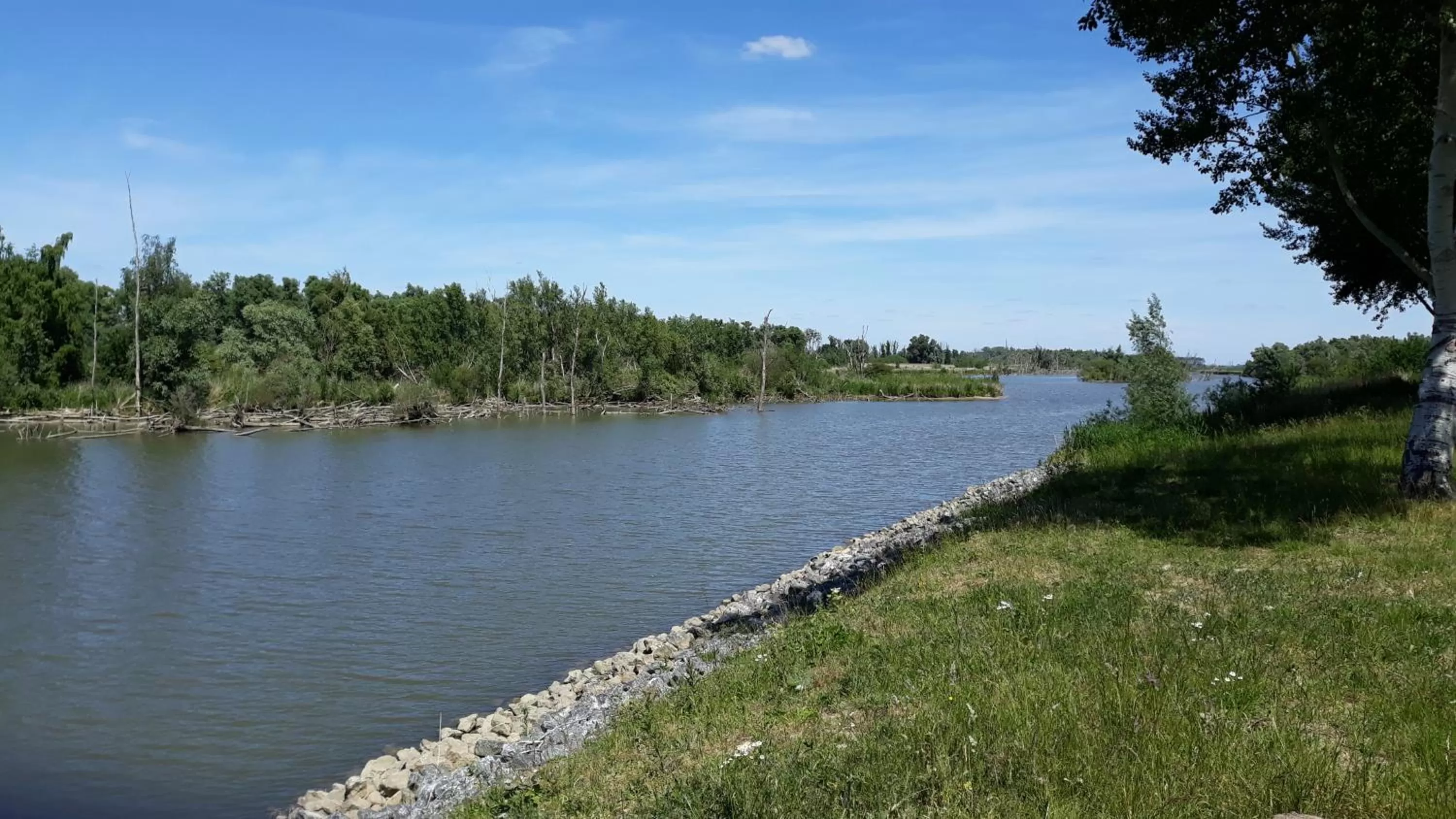 Natural landscape in Biesbosch Bed & Breakfast Werkendam