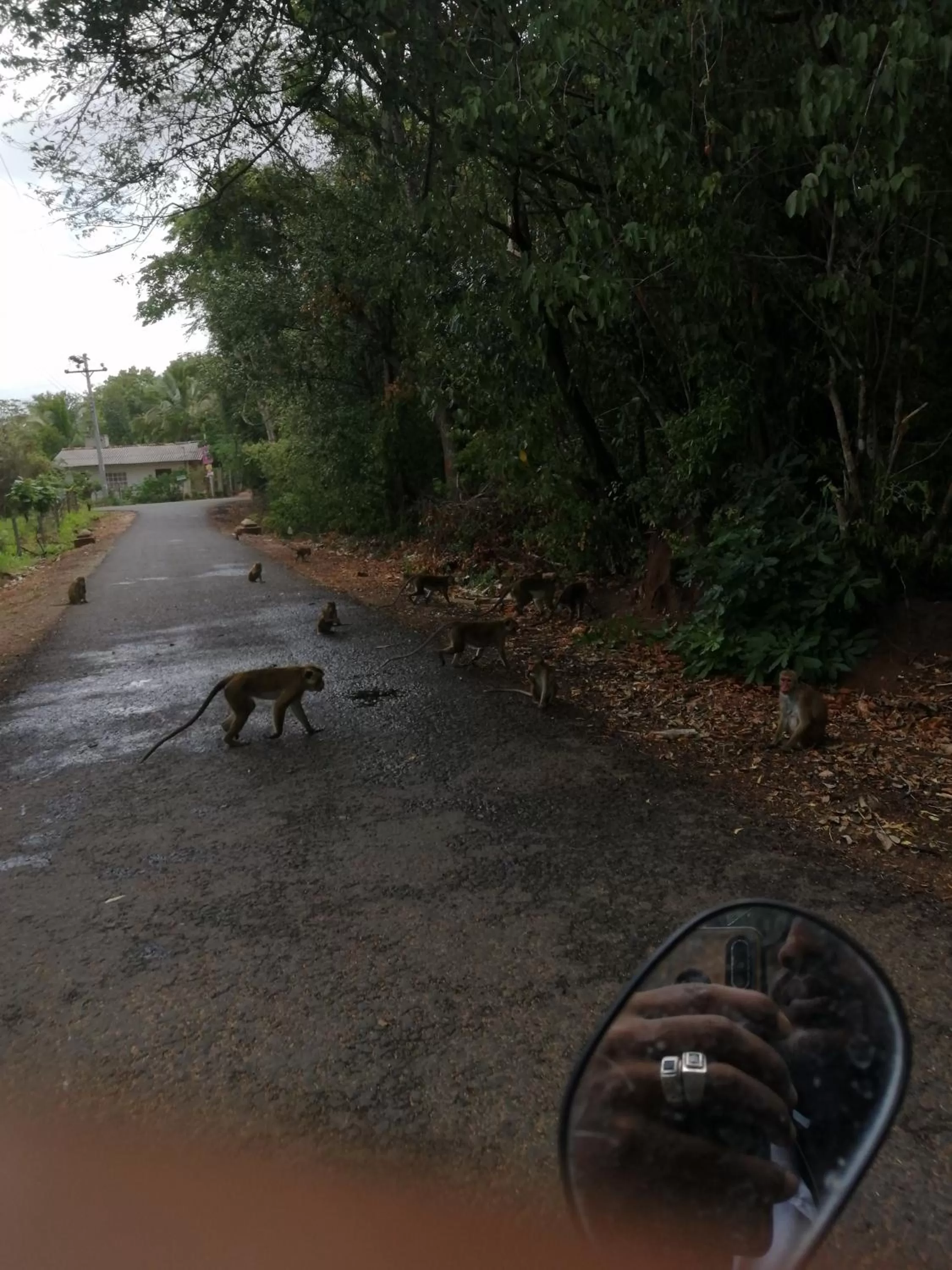 Other Animals in Green Cottage