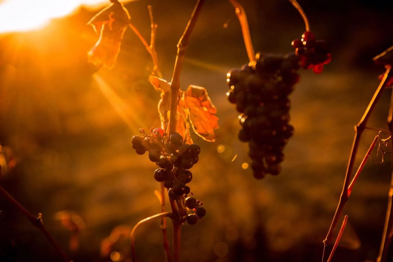 Natural landscape in Hospedería Señorío de Briñas