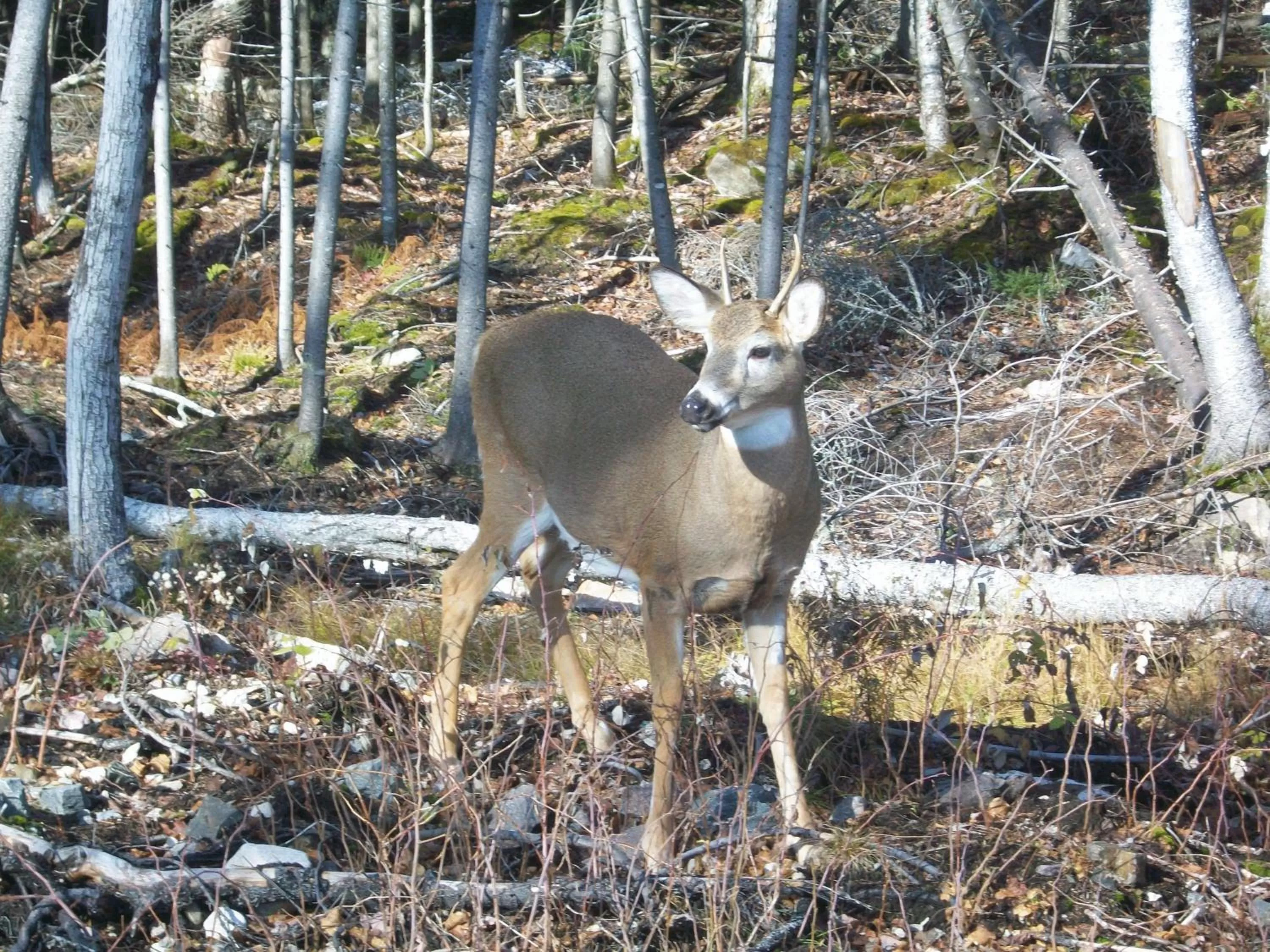 Nearby landmark, Other Animals in Gîte de la Pisciculture