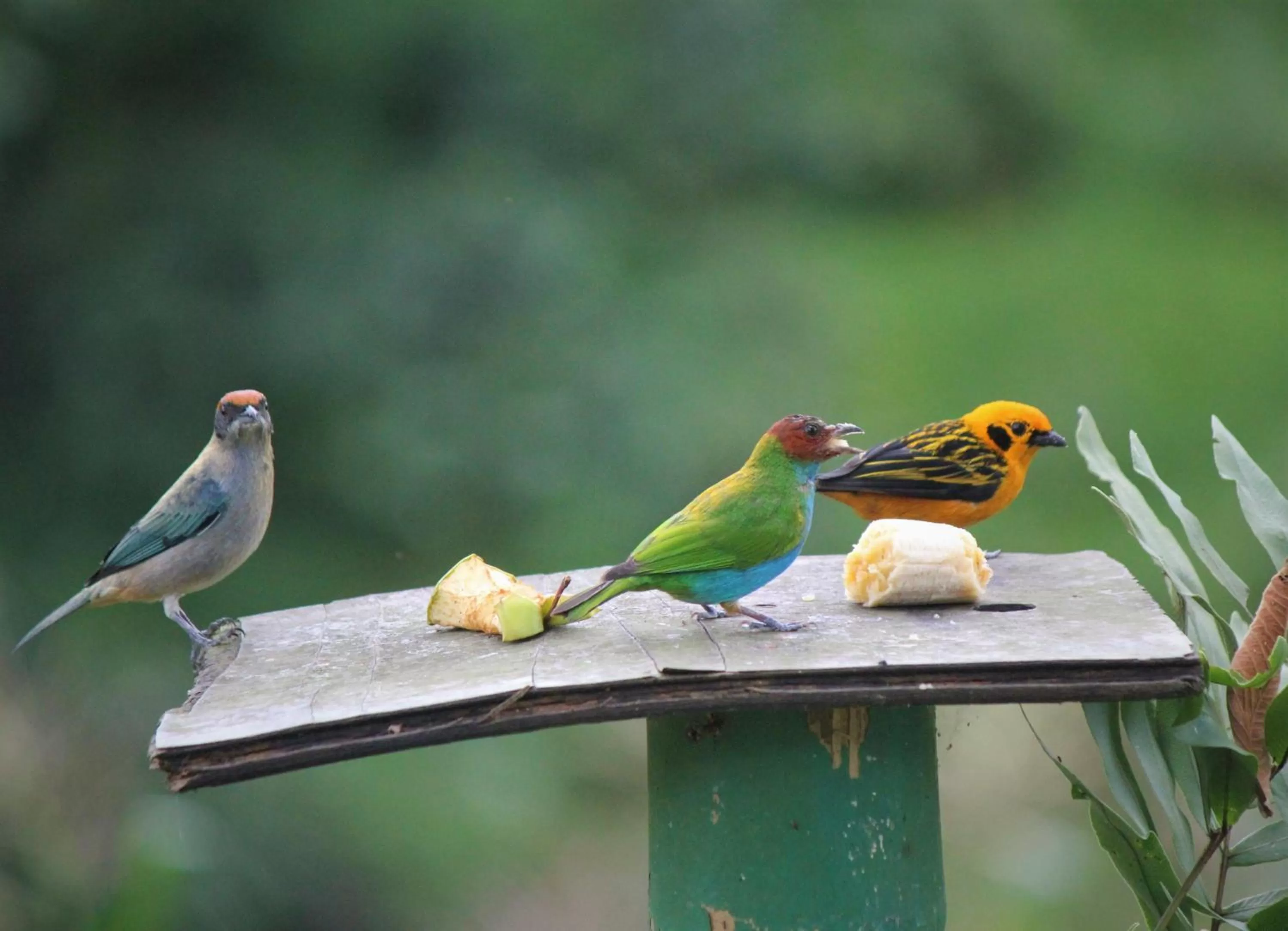 Animals, Other Animals in Villa Cristina - Casa Boutique