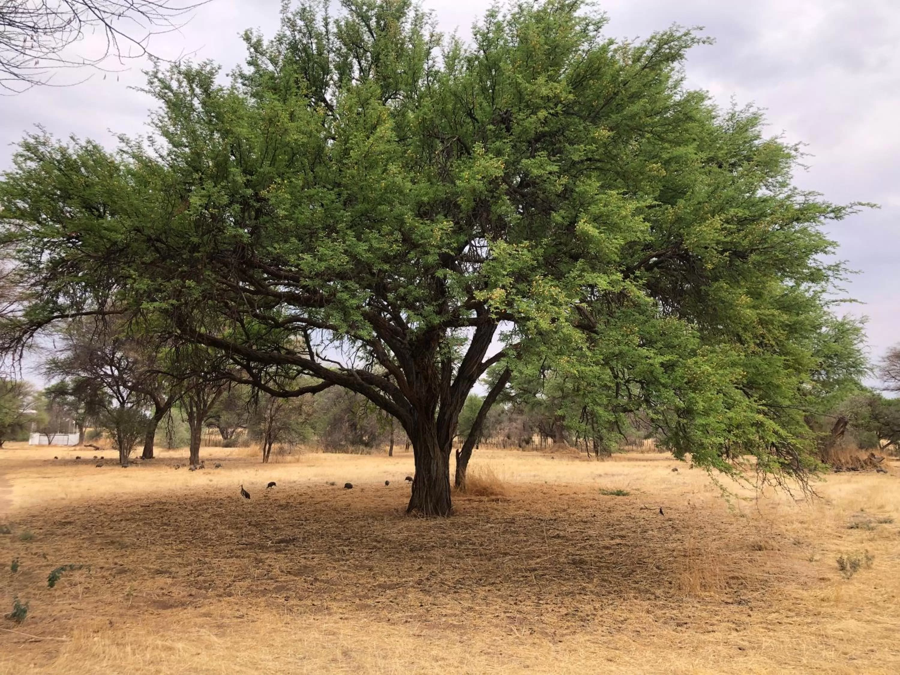 Natural landscape, Beach in Okahandja Country Hotel