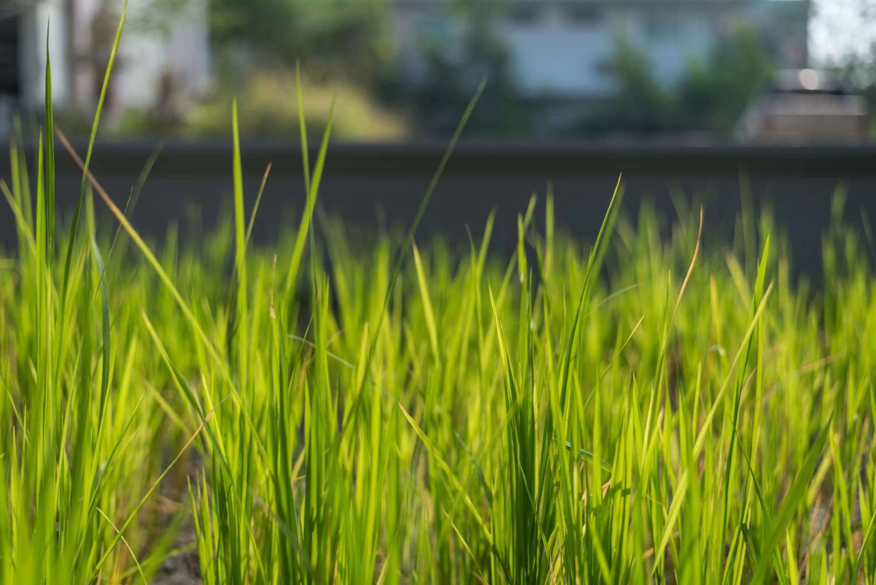 Property building in L Nimman