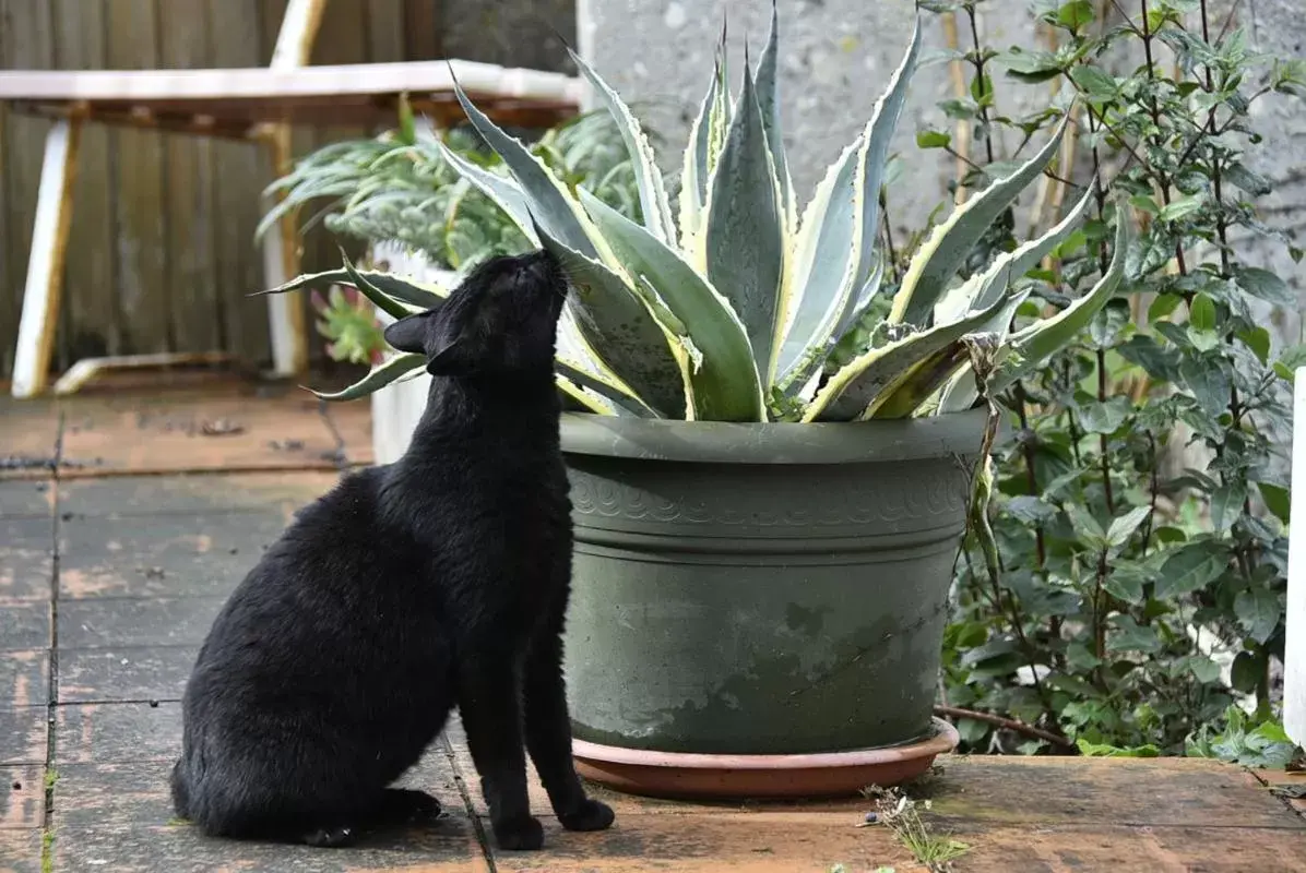 Tarcisio B&B Tarcisio B&B