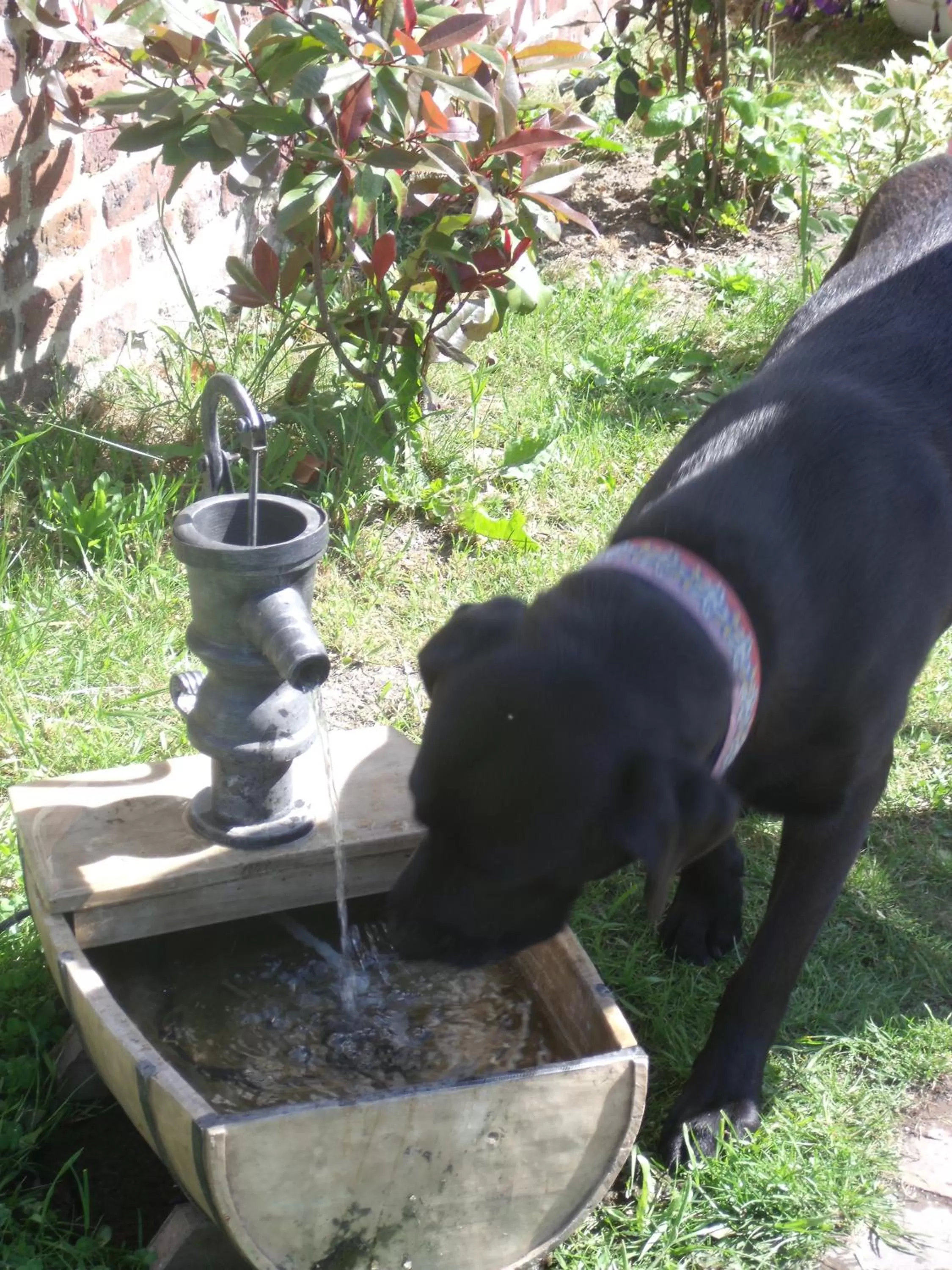 Pets in Secret d'une Nuit a vicq prės de valenciennes,onnaing,saint saulve avec piscine , jaccuzi