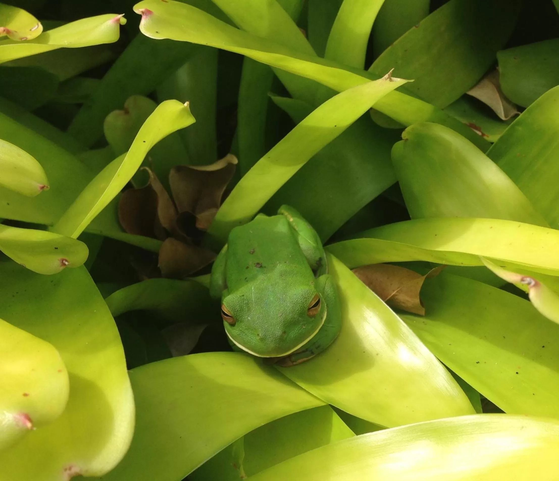 Garden in Pink Flamingo Resort
