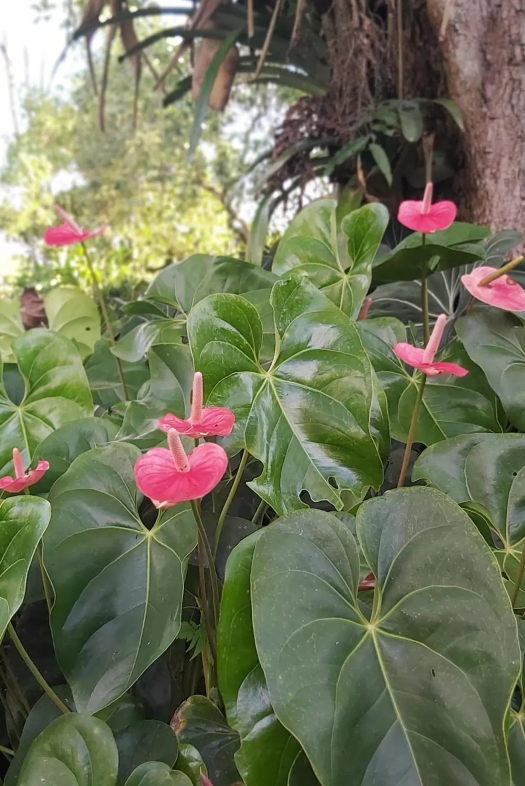 Garden in Balsora Hotel Boutique