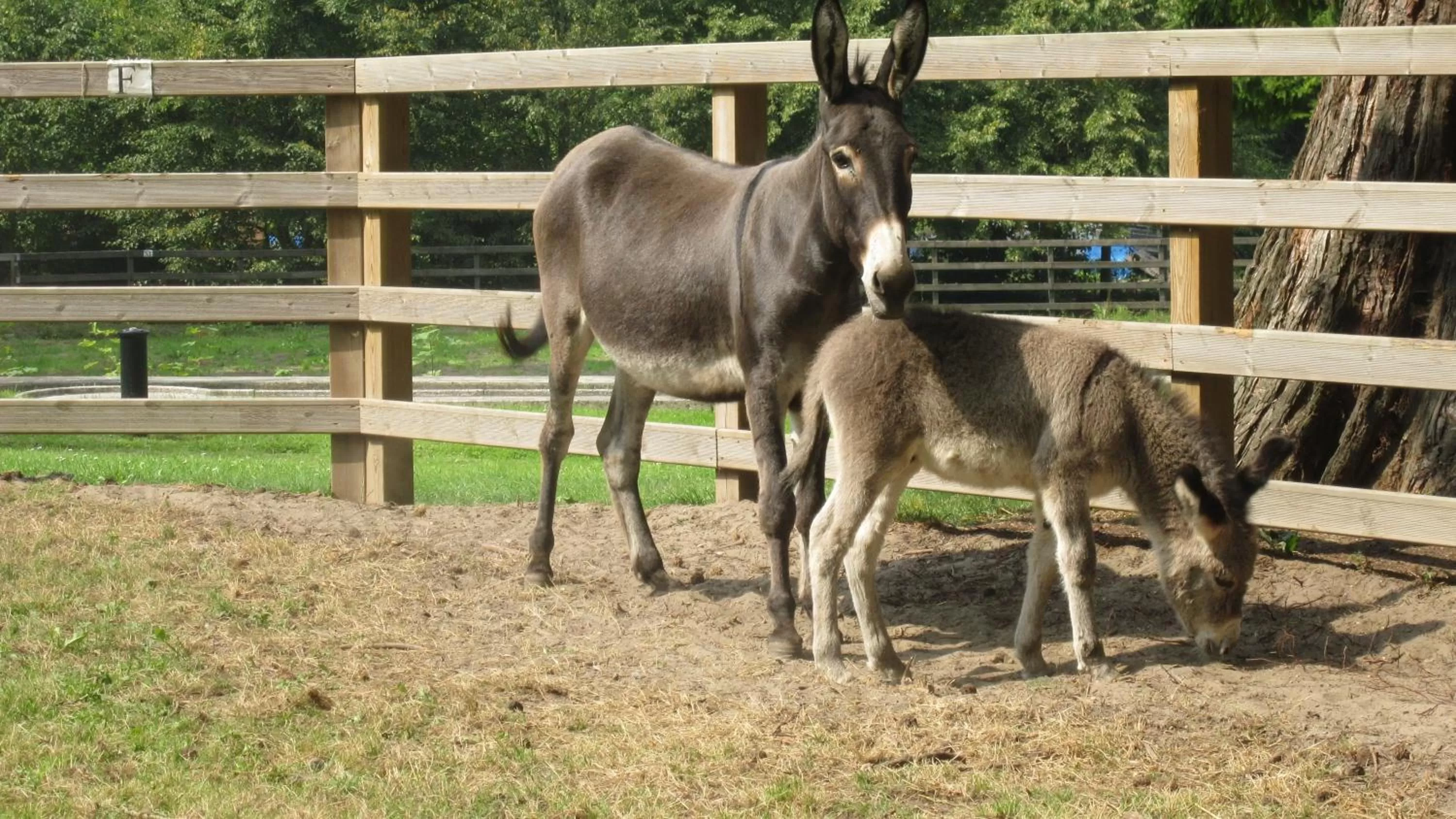 Activities, Other Animals in Centre Bol Vert