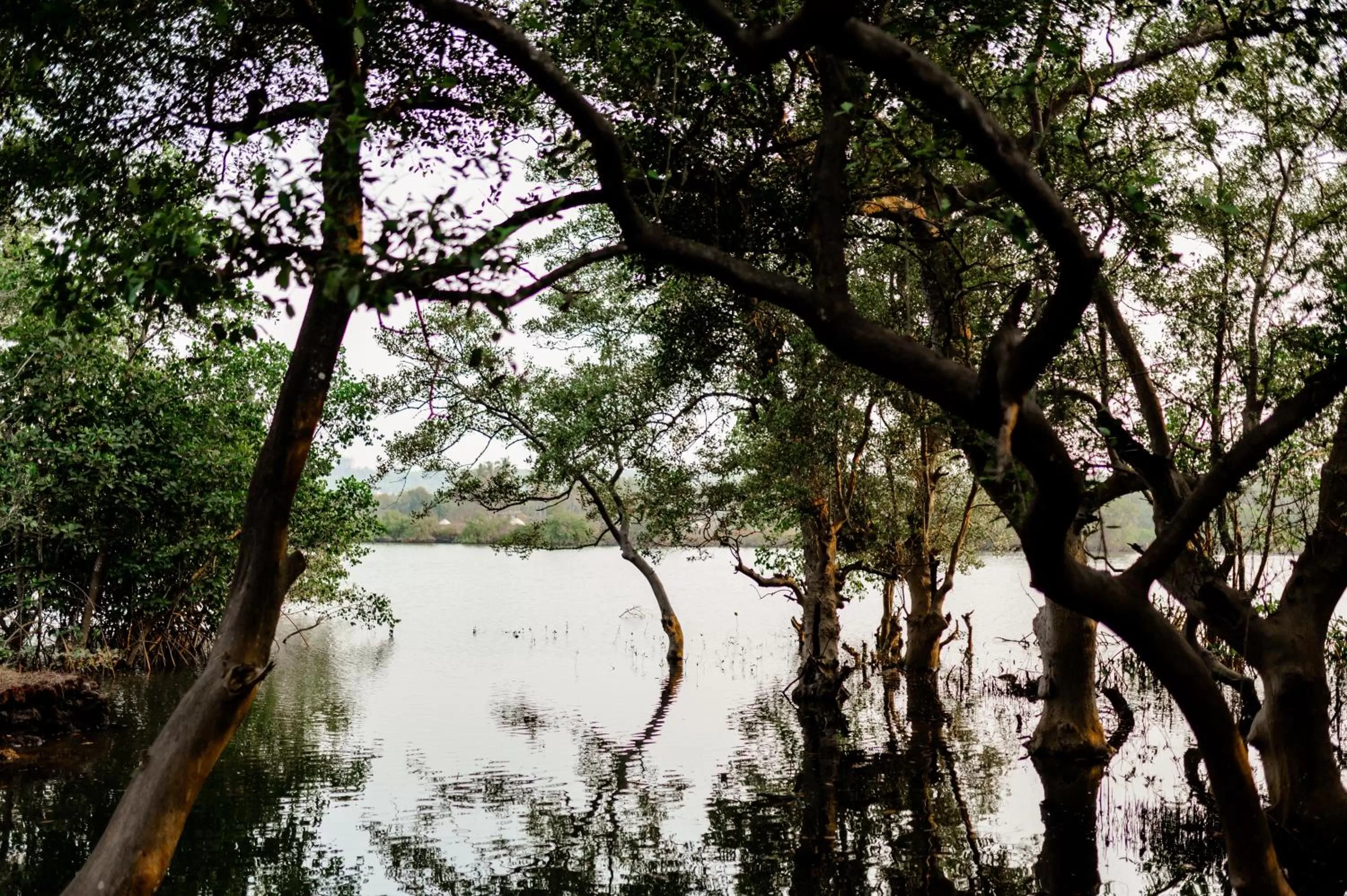 River view in Tranquill Riverside Luxury Cottages With Bathtub, Candolim