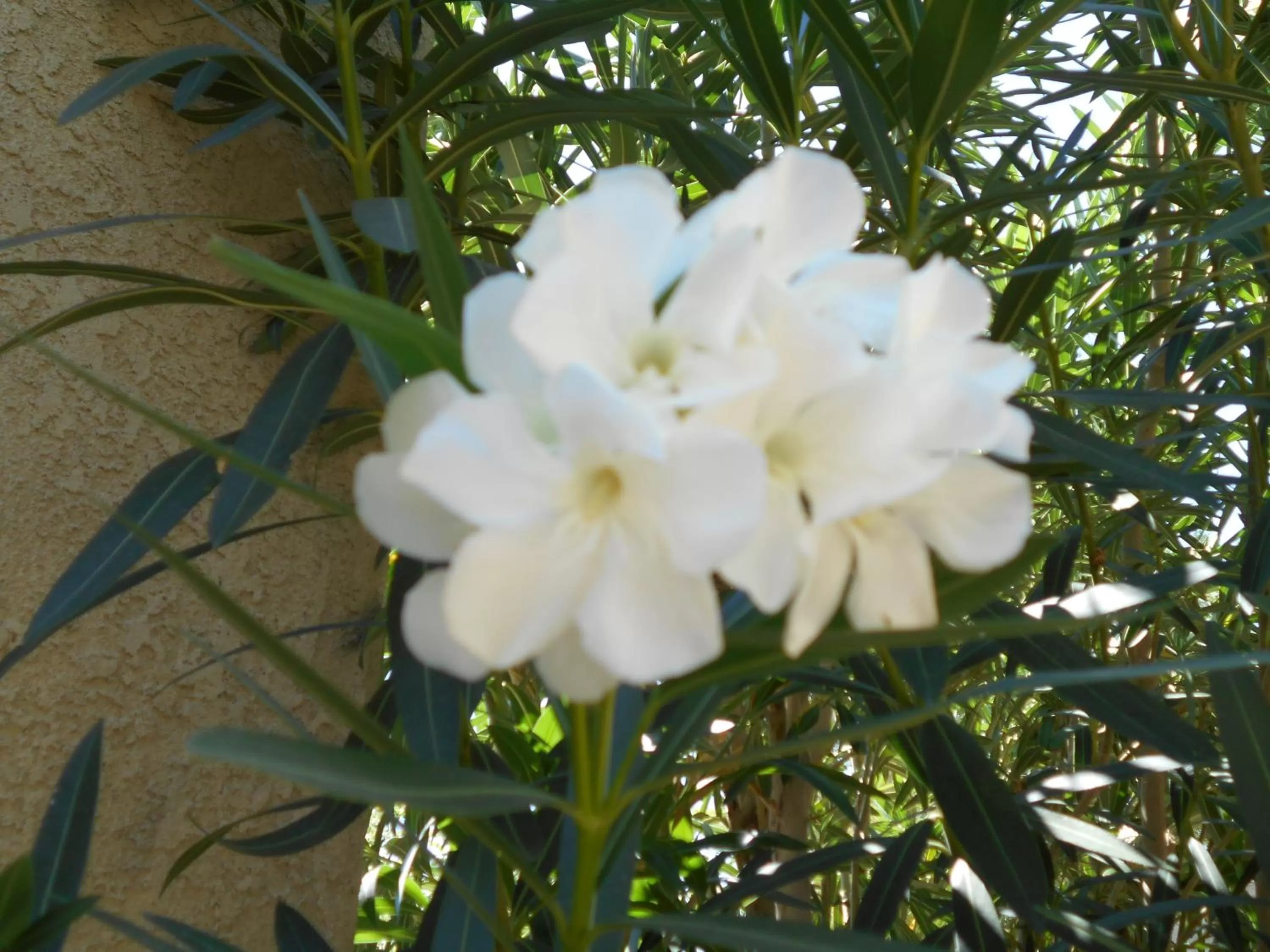 Other in Atomic Inn Beatty Near Death Valley