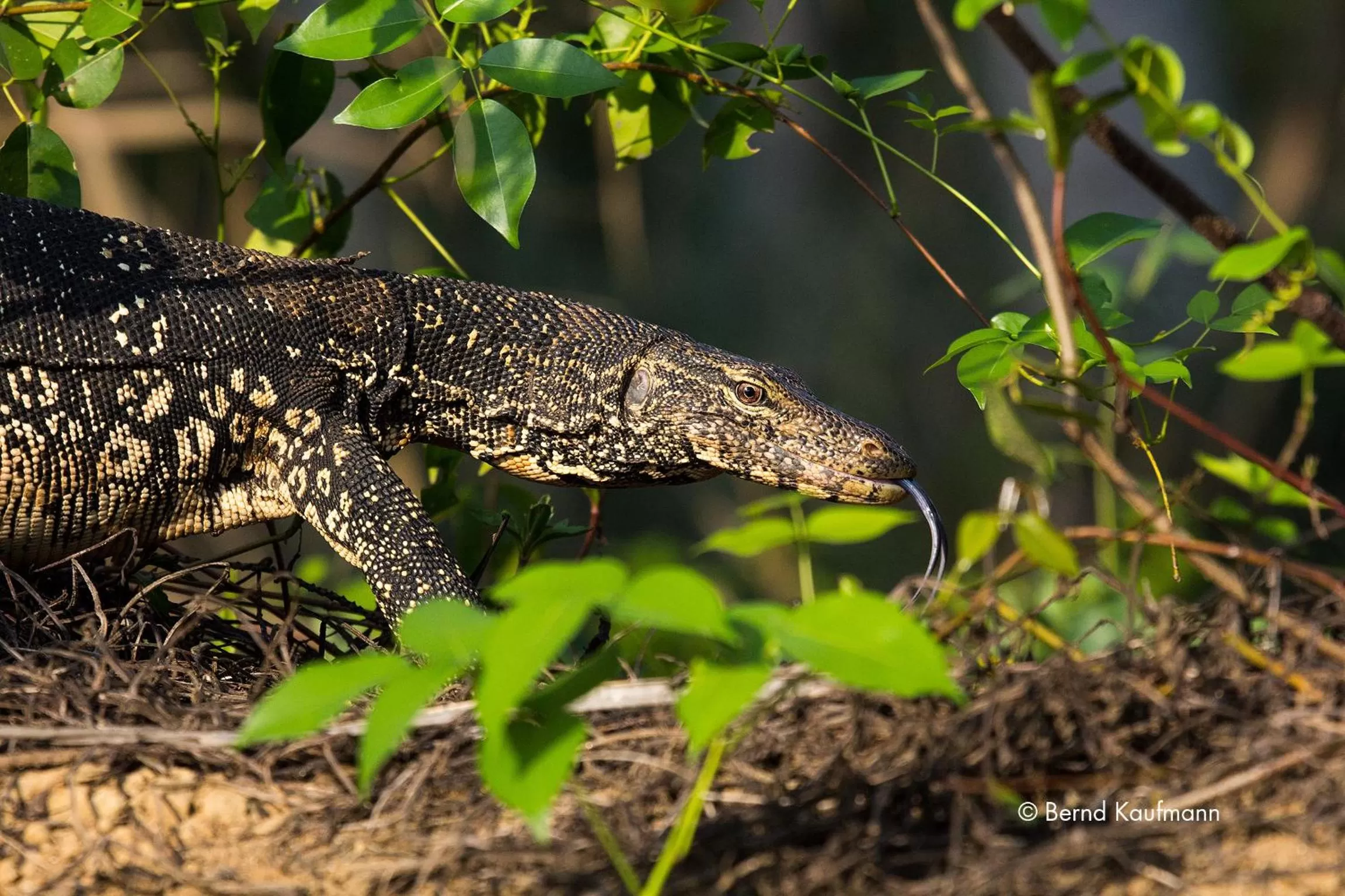 Animals, Other Animals in Suriya Arana