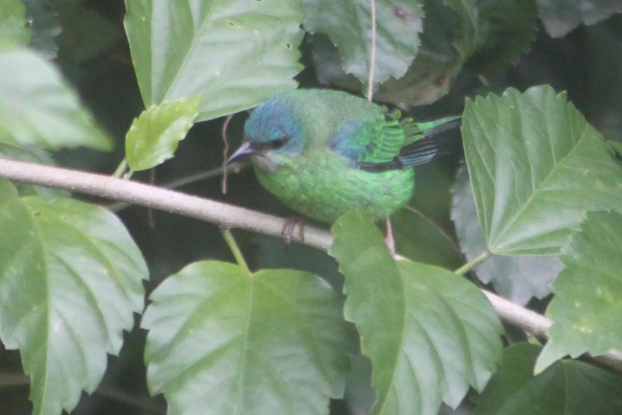 Animals, Other Animals in Pousada da Rosa