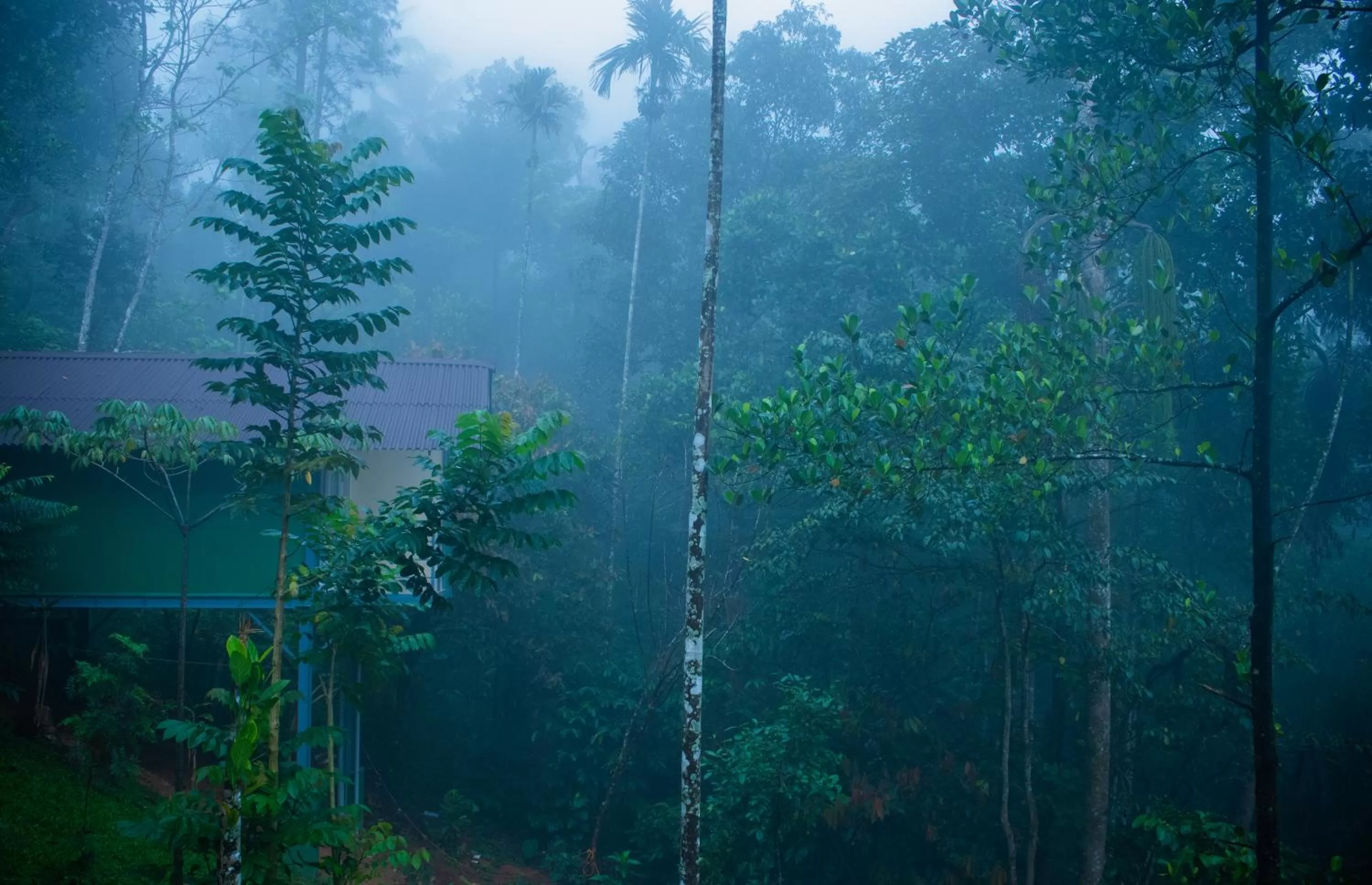 Natural landscape in Edens Munnar