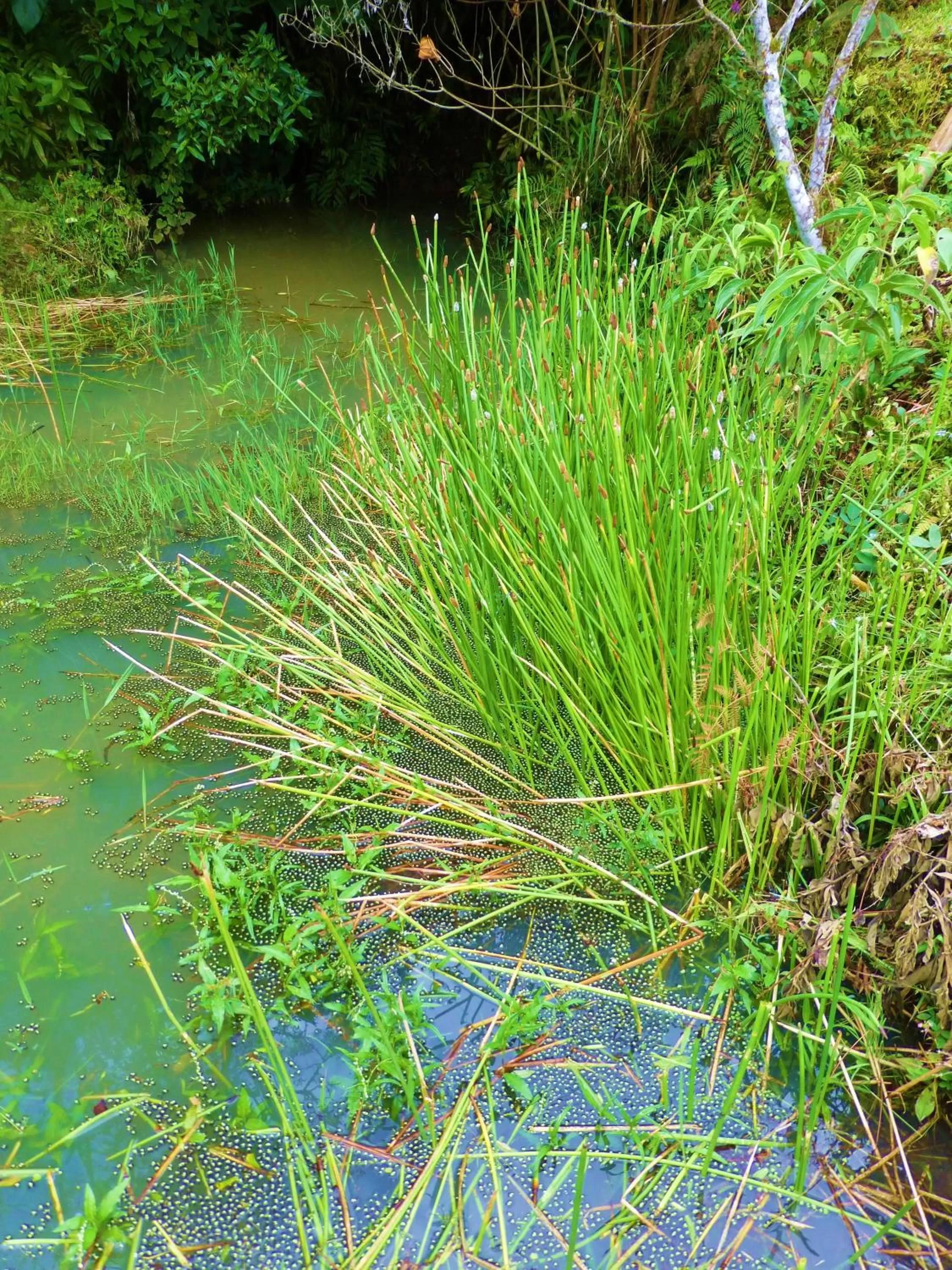 Garden in Finca El Cielo