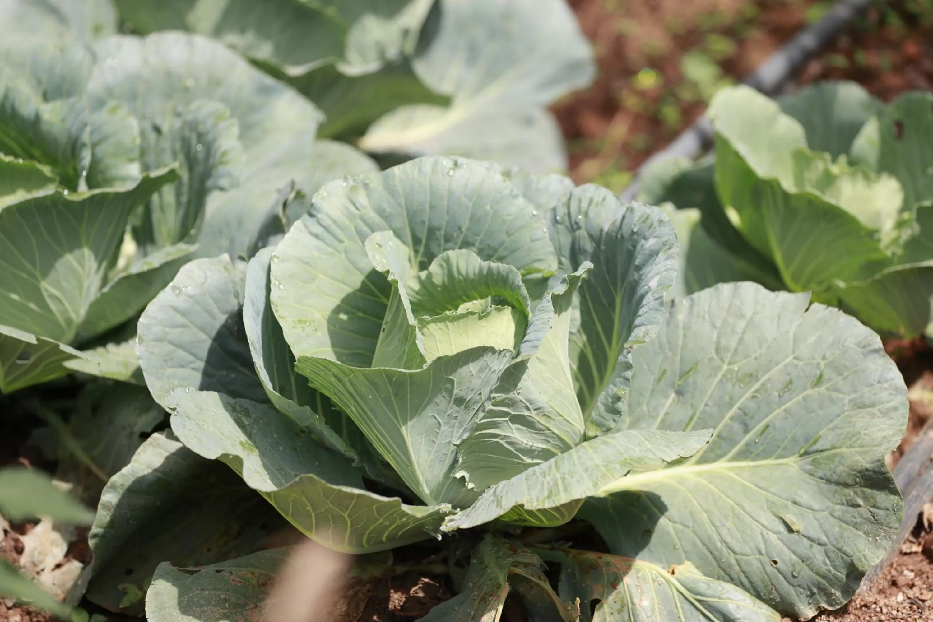 Food in Ella Planters Bungalow