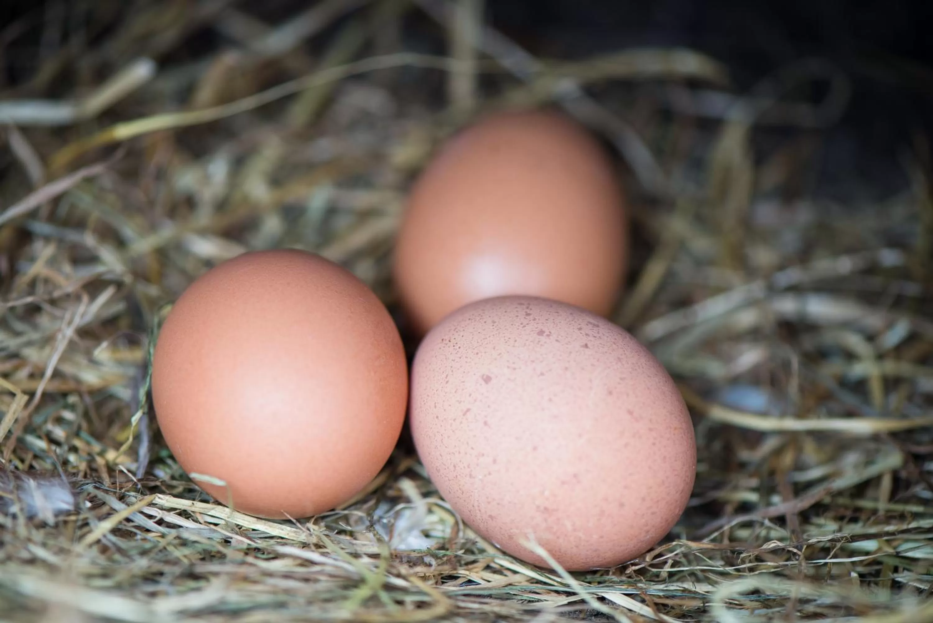 Other in Gabriel House Guesthouse