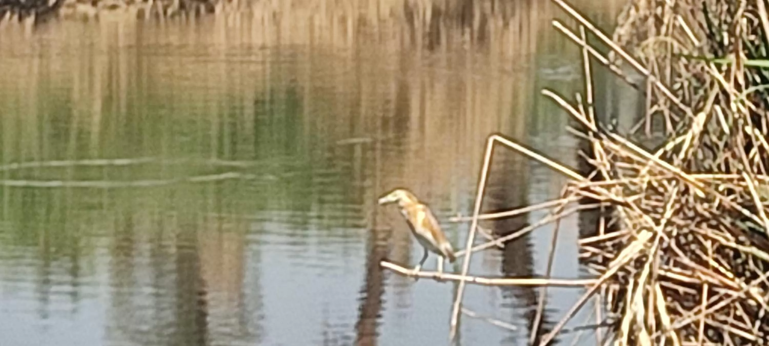 Other Animals in Luxor Old Nile Hotel