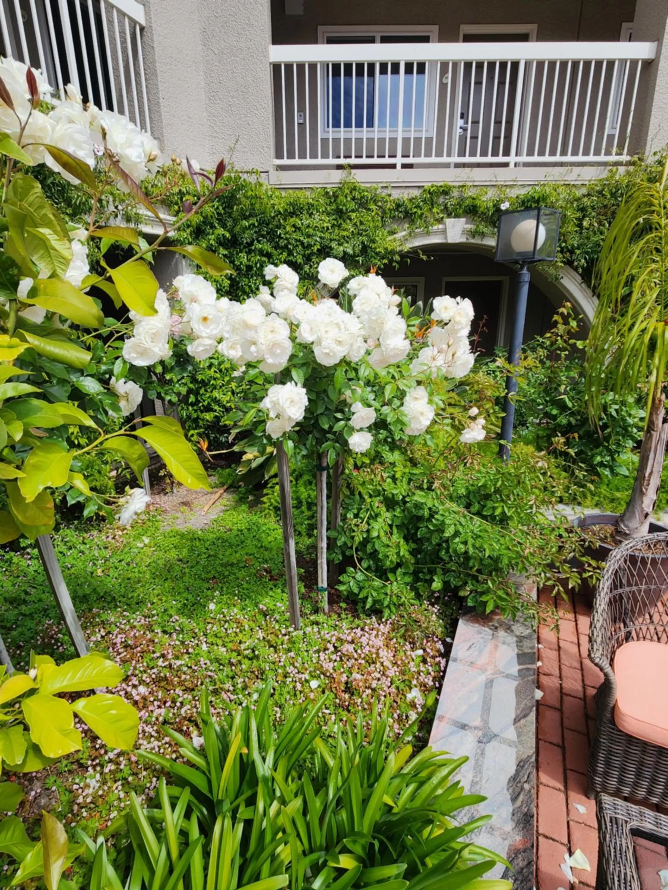 Garden view in La Quinta by Wyndham San Francisco Airport West Millbrae FREE AIRPORT SHUTTLE