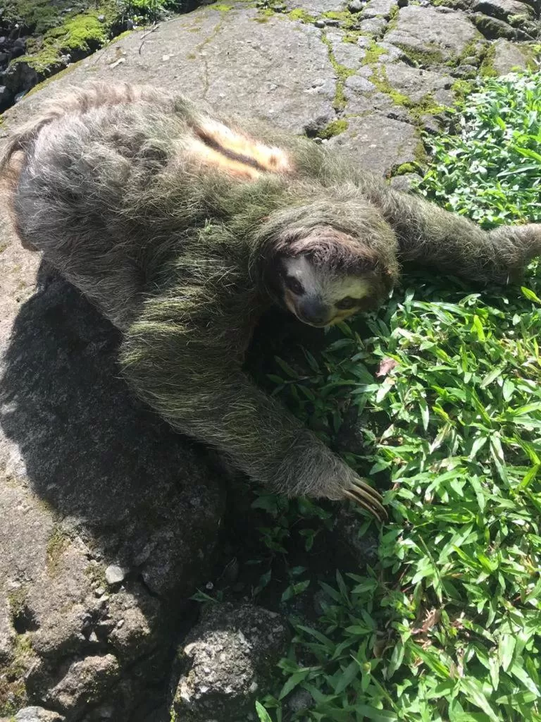 Garden view in Hotel Green Mountain turrialba
