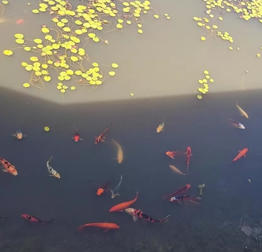 Golf Club Motor Inn Wingham