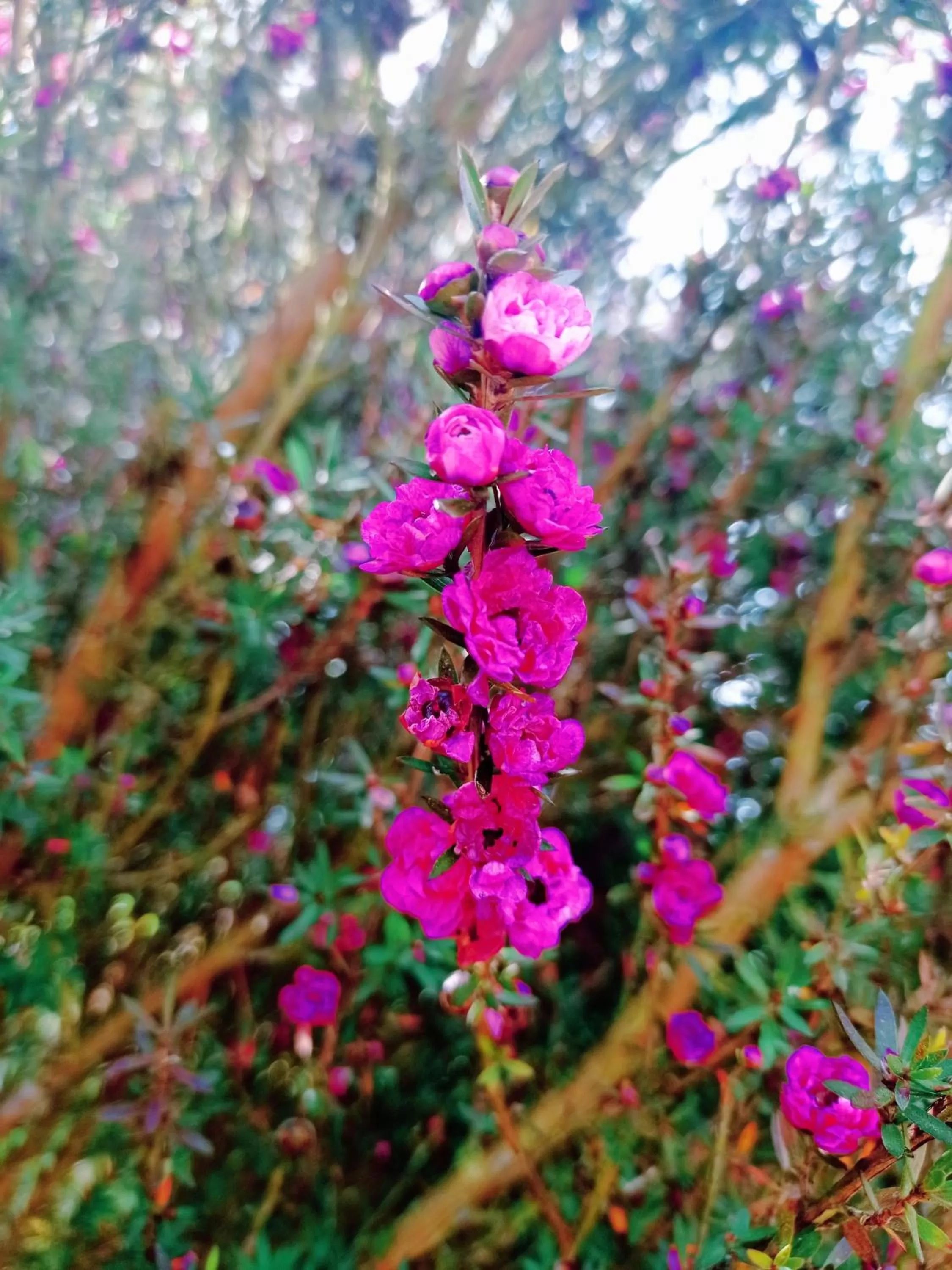Garden in Hotel Refugio Pozo Azul