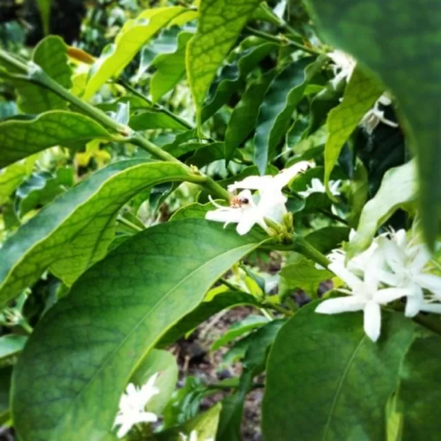 Day in Hale Hualalai