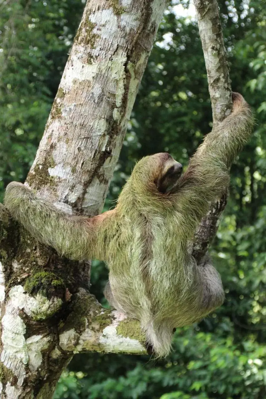 King Room - Adults Only in La Foresta Nature Resort King Room - Adults Only in La Foresta Nature Resort