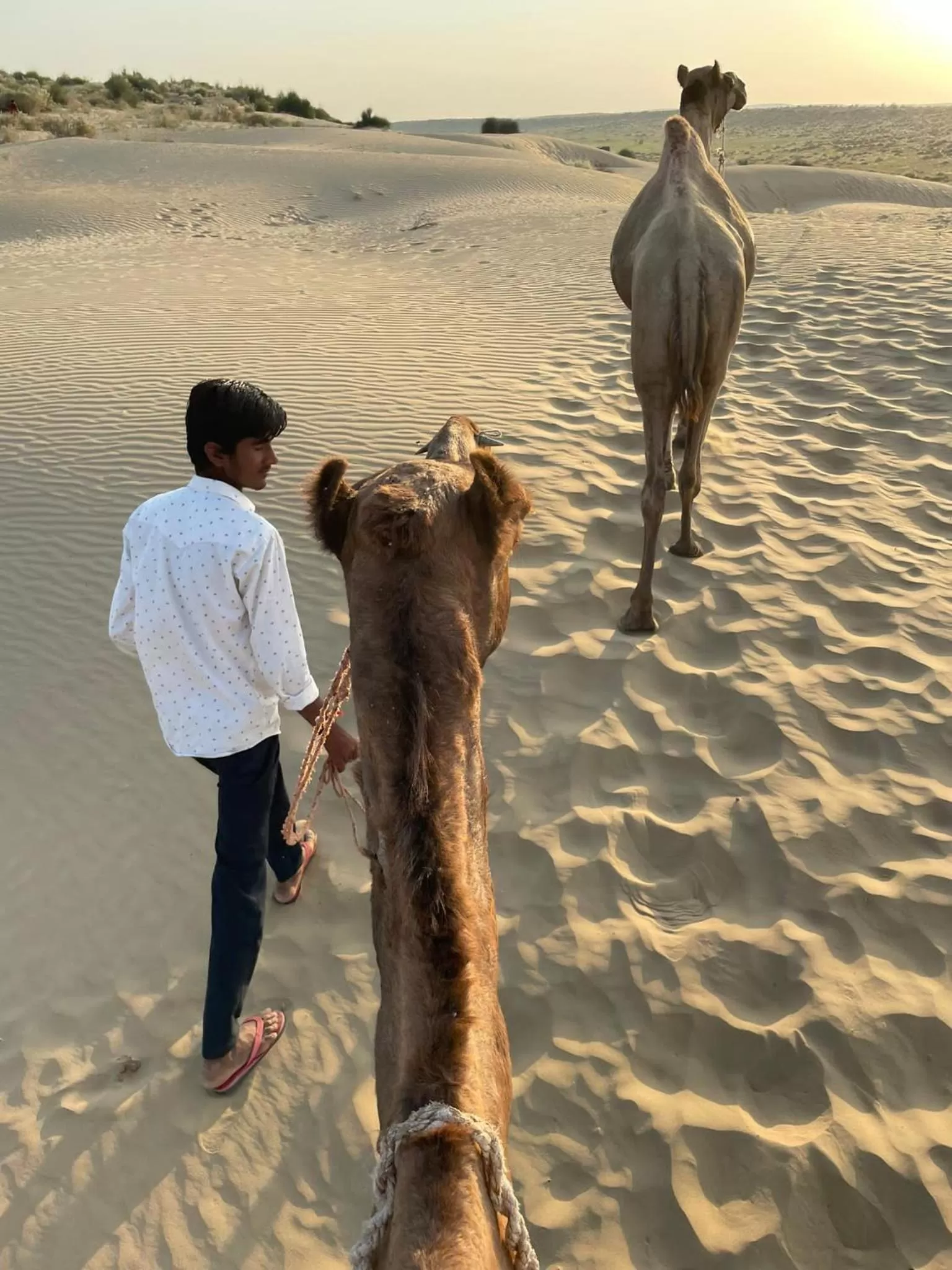 Animals in kings villa Jaisalmer