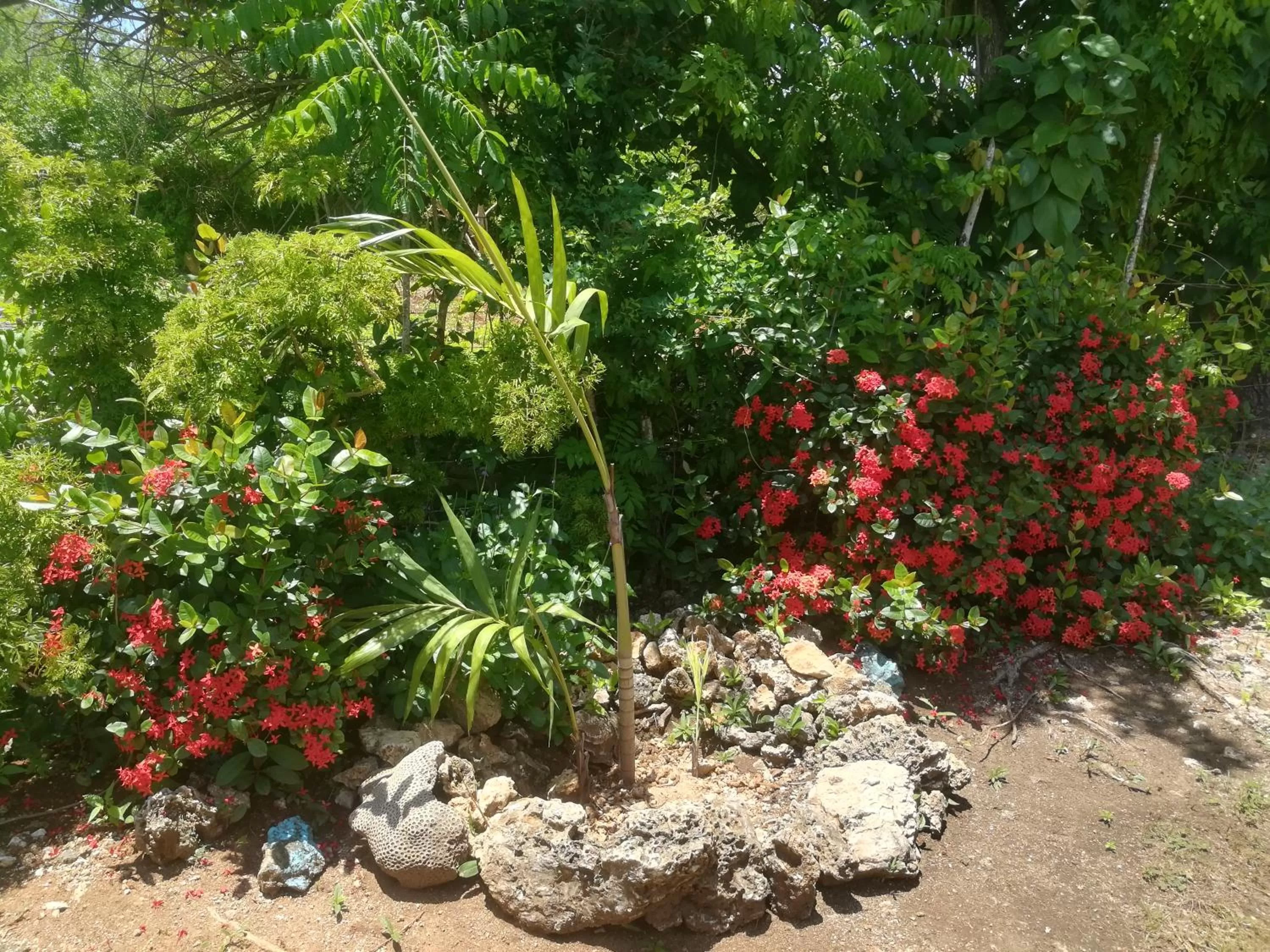 Garden in Casa Royal Palm Inn