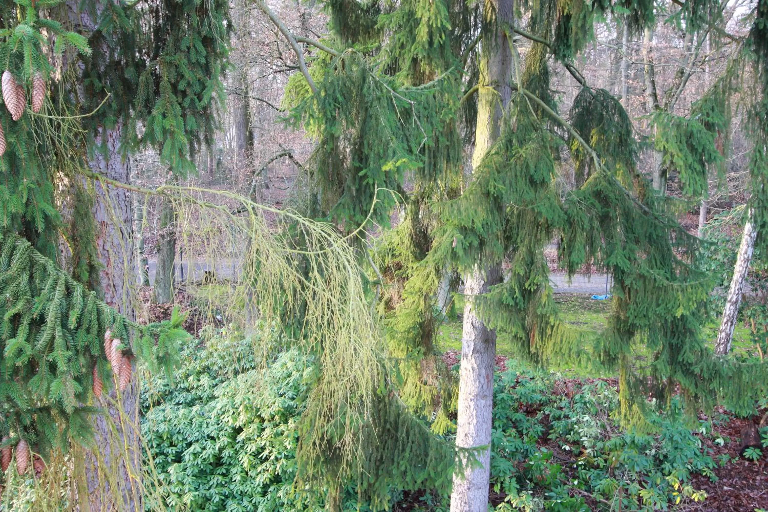 Natural landscape in Hardtwald Hotel