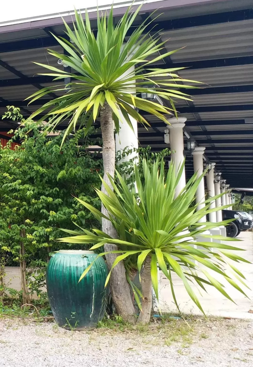 Garden in Fancy Carp Resort