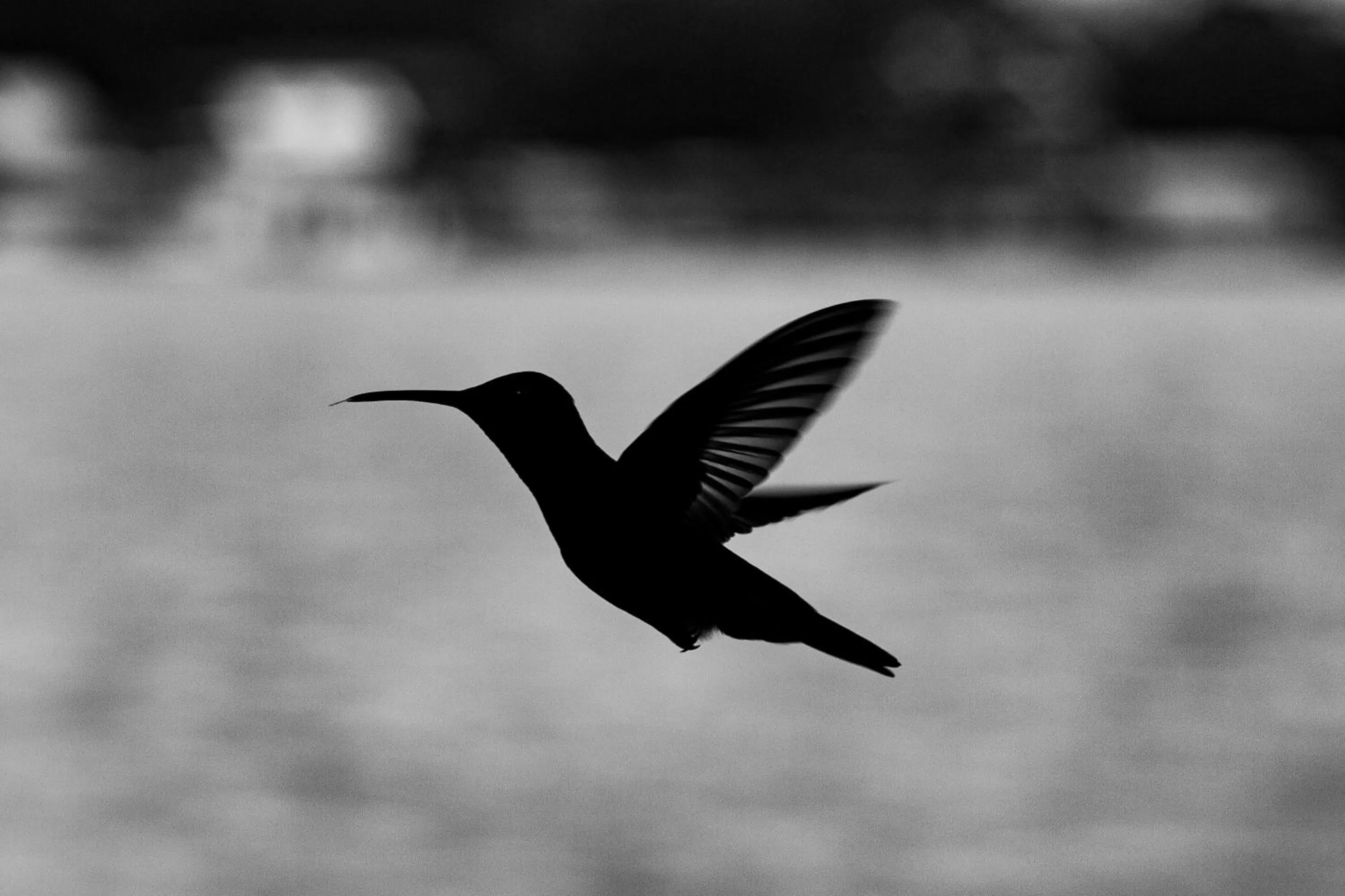 Animals, Other Animals in Barrbra BnB Over The Sea